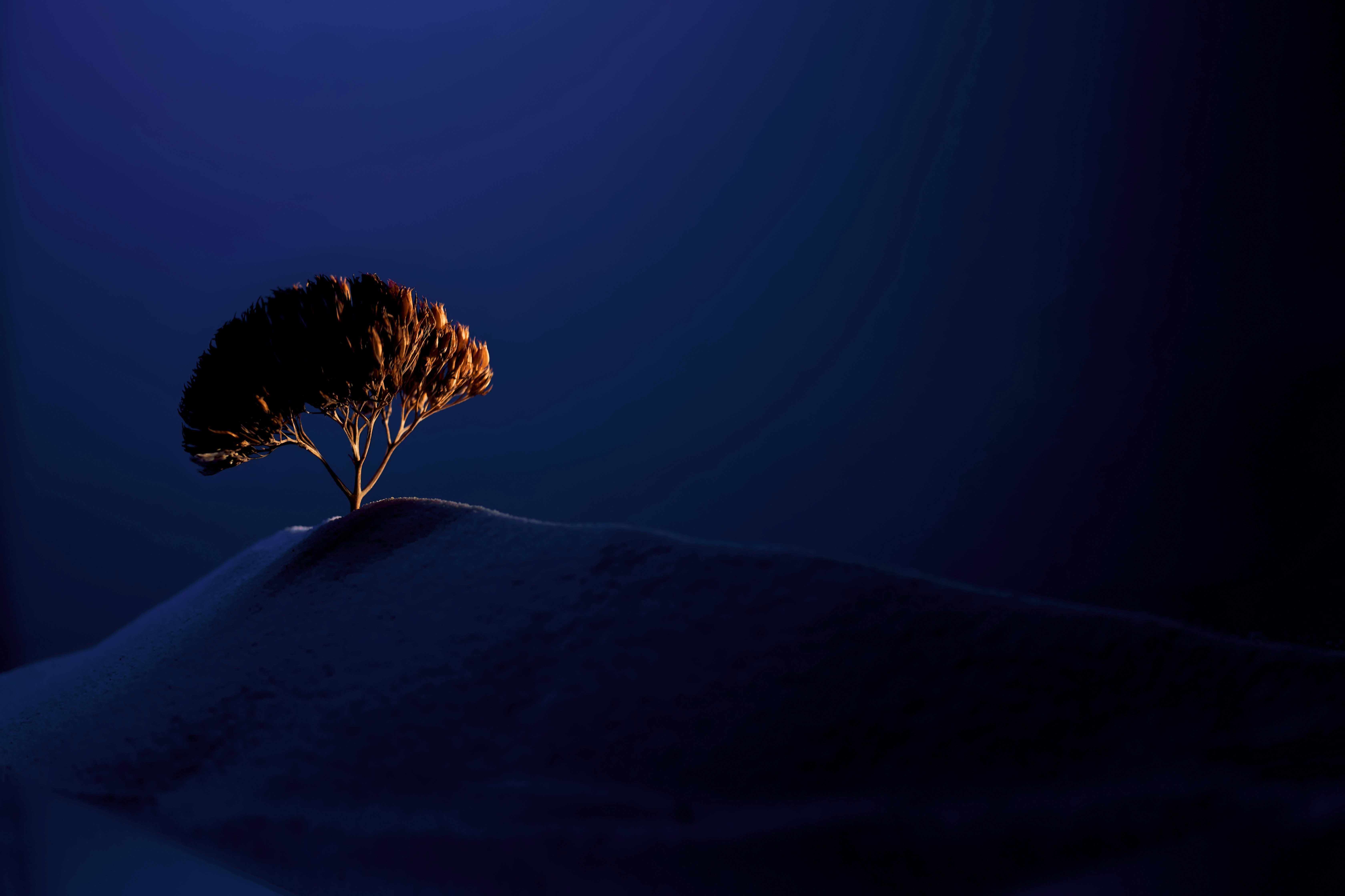 A lone tree on a dark, snowy hill HD Wallpaper
