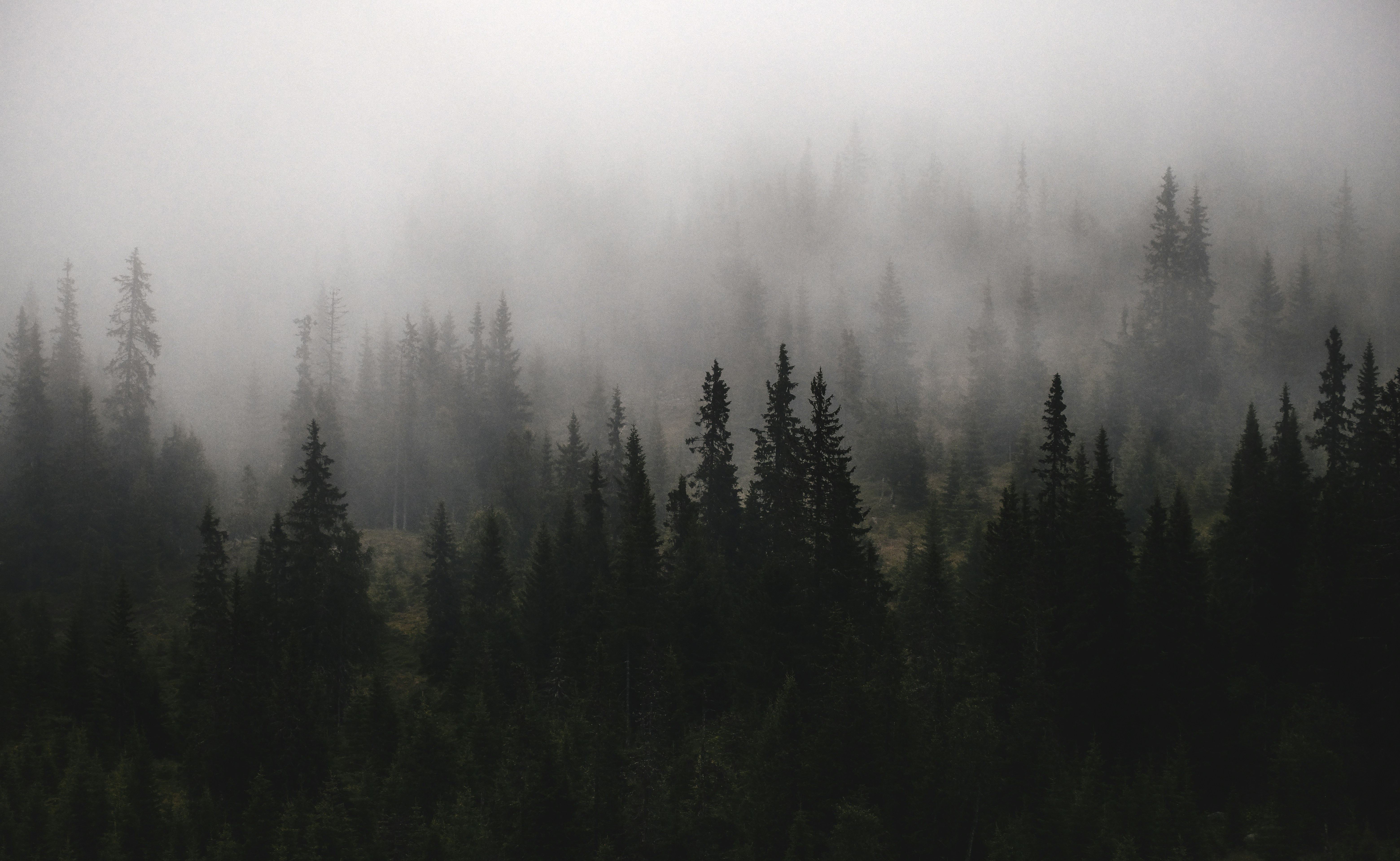 Dark forest covered in thick fog HD Wallpaper