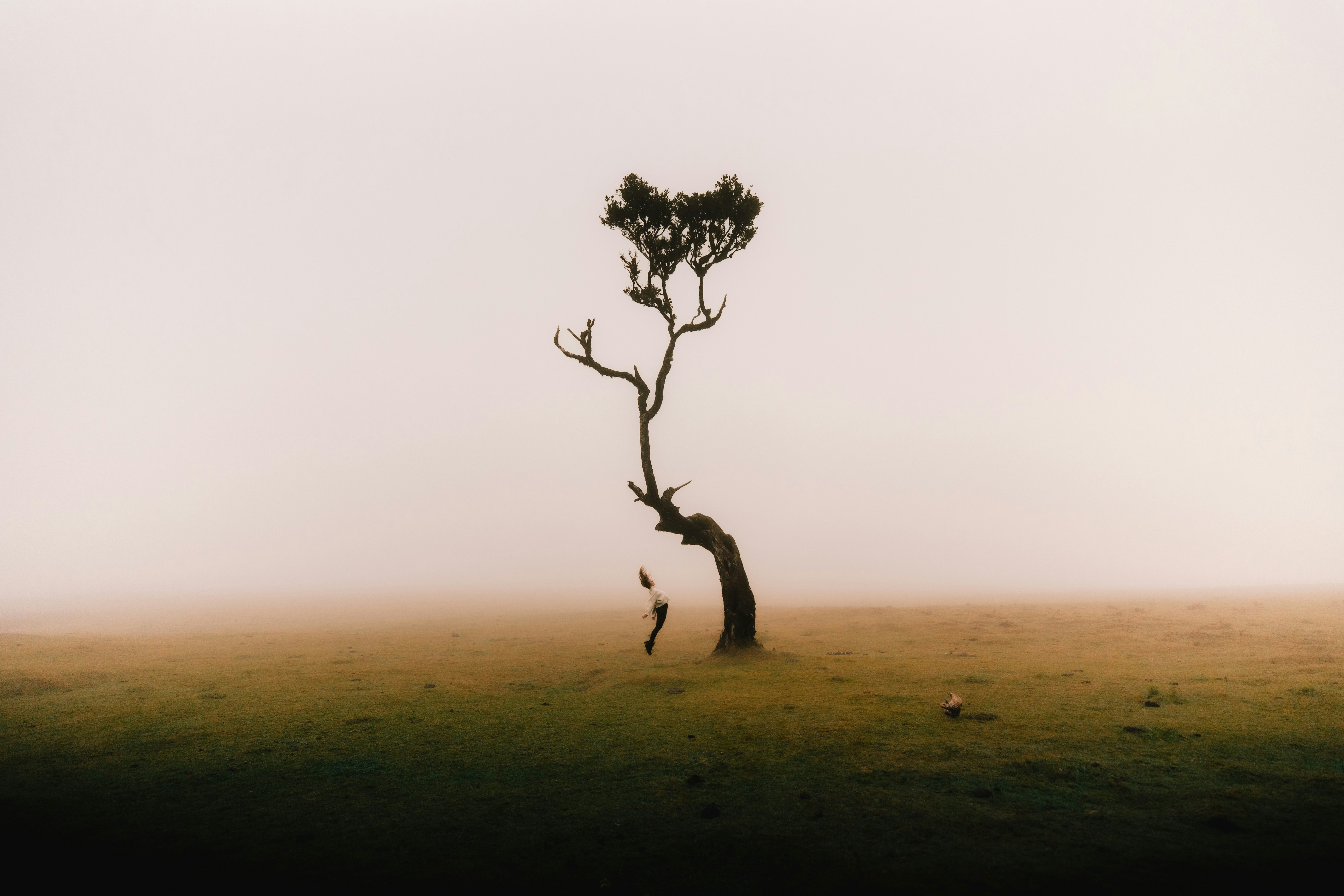 A person jumps near a lone tree in the fog HD Wallpaper