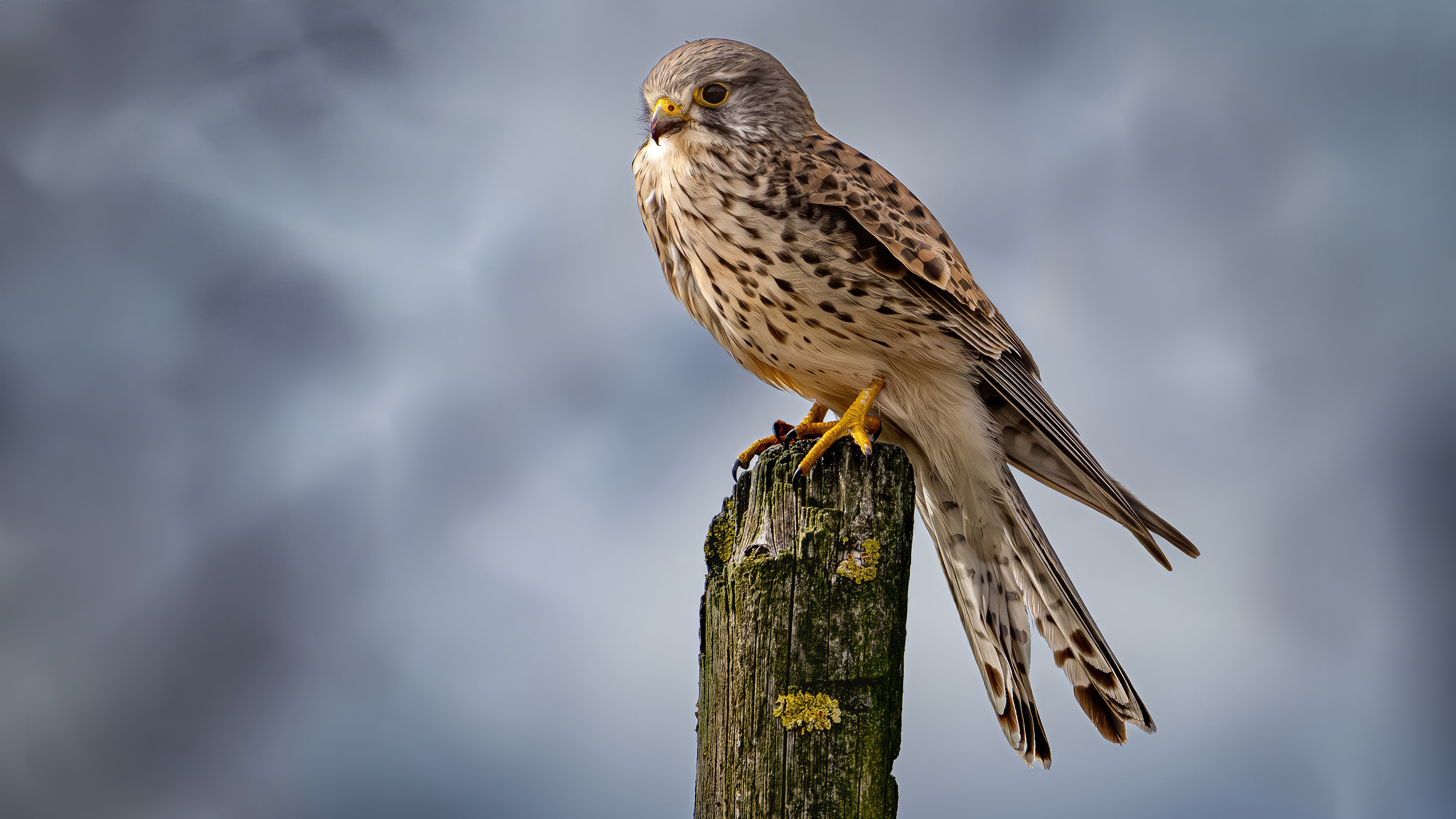 A Kestrel Perched on a Wooden Post HD Wallpaper