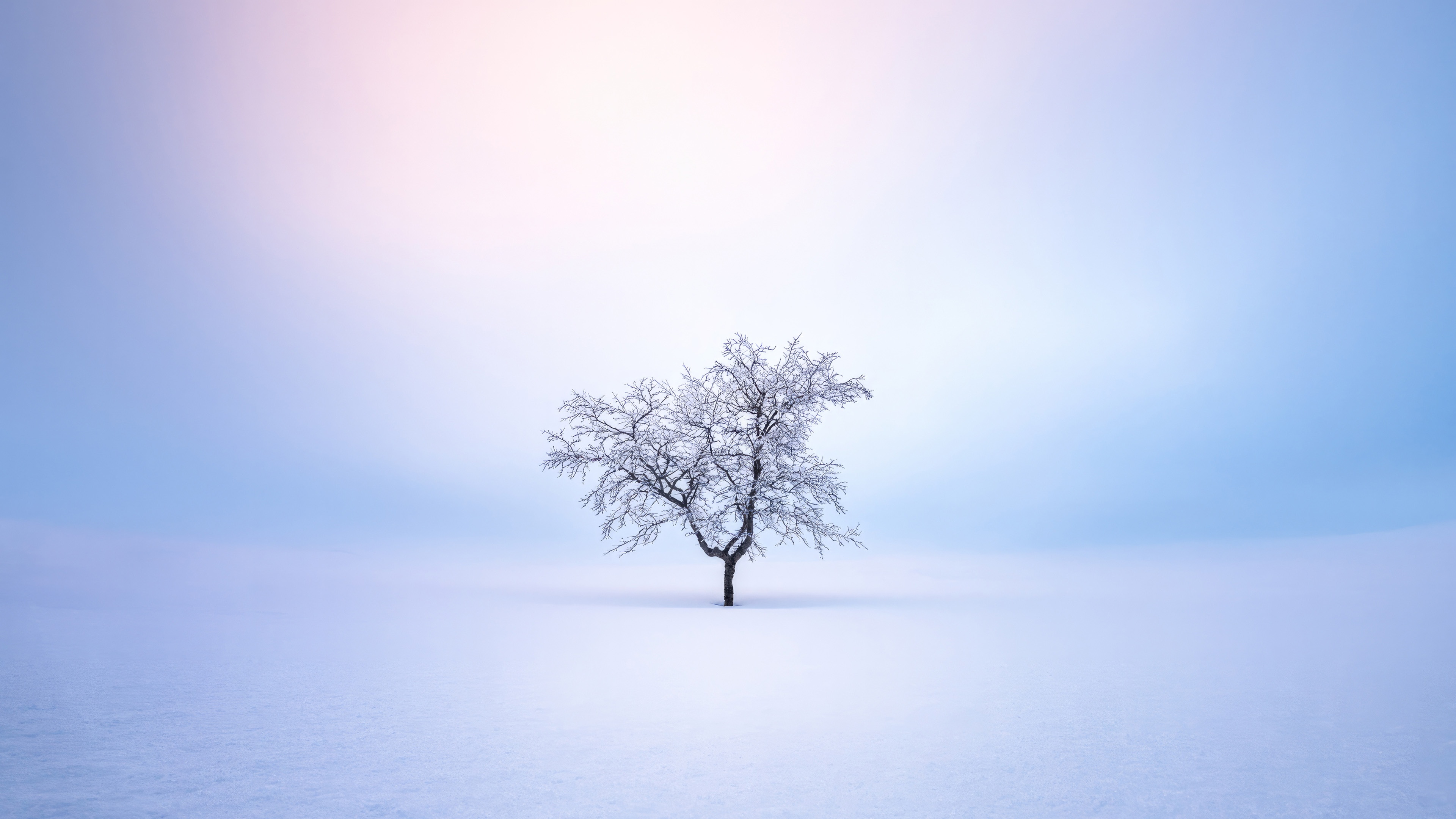 A lone snow-covered tree in a vast winter landscape HD Wallpaper