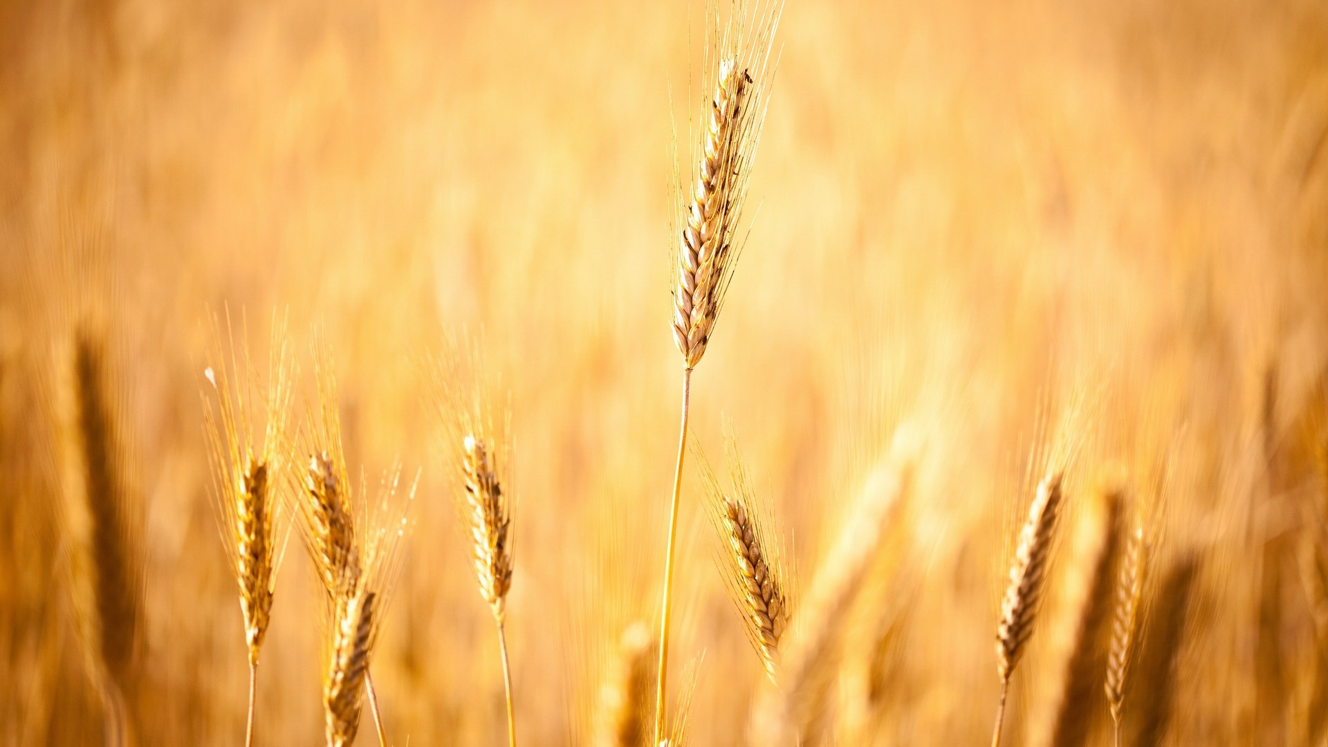 Close-up of wheat stalks in a field HD Wallpaper