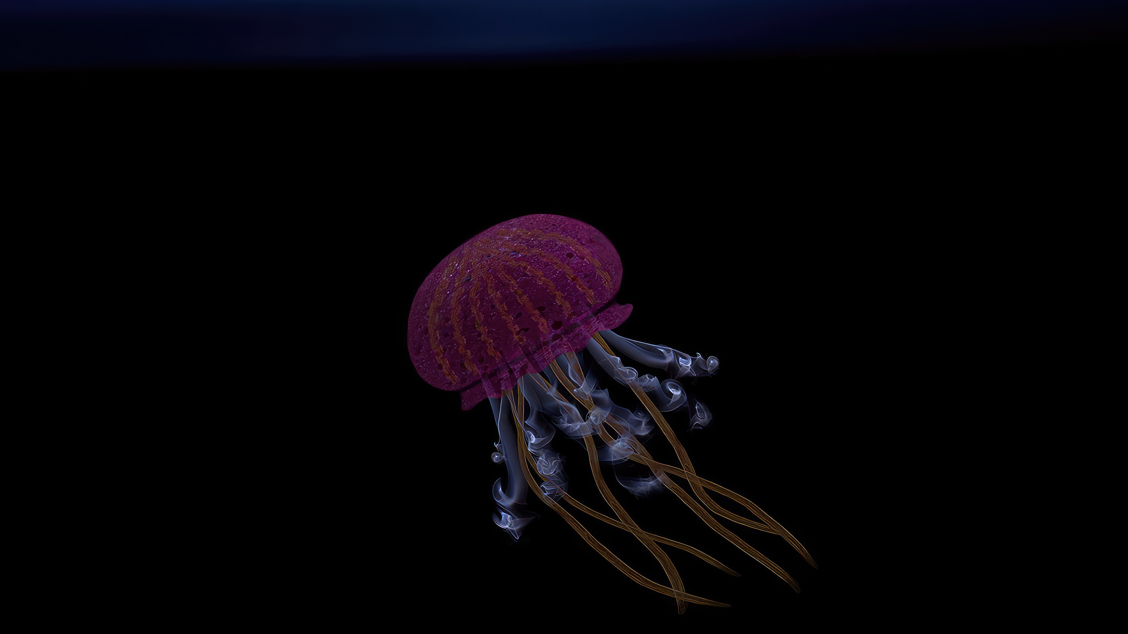 Purple Jellyfish with long tentacles in dark water HD Wallpaper