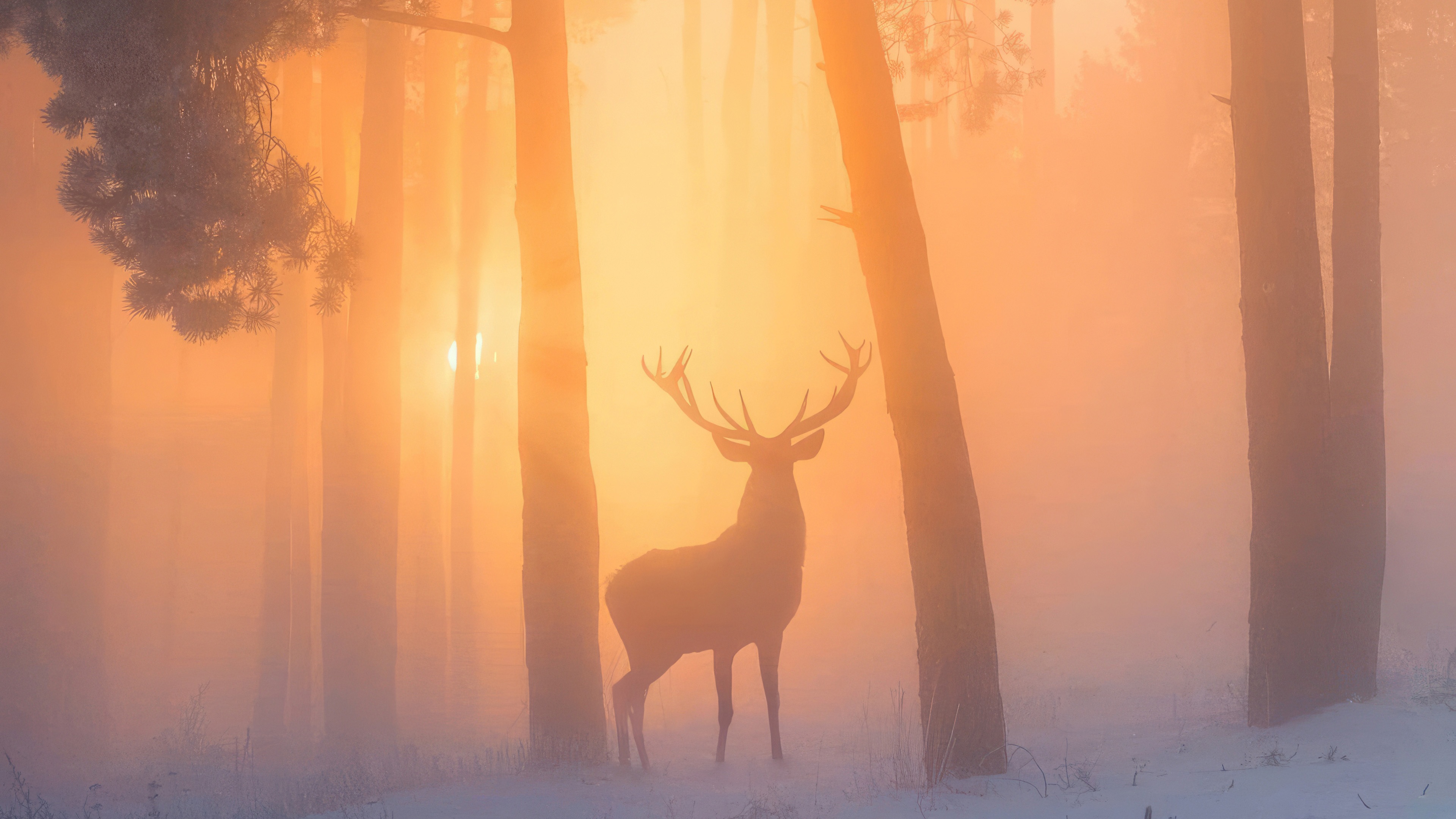 Deer in a misty forest at sunrise HD Wallpaper