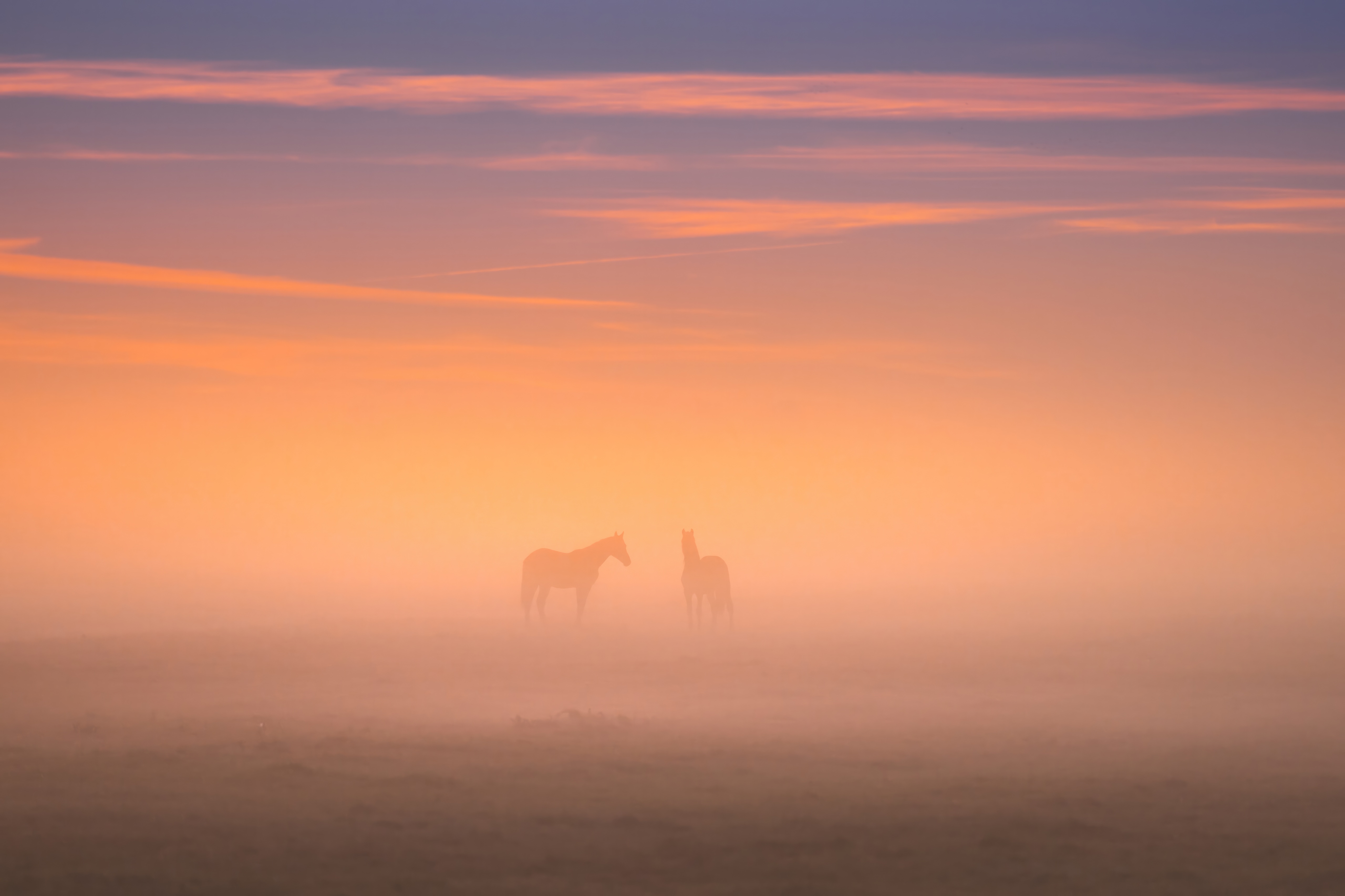Two horses in a foggy field at sunrise HD Wallpaper