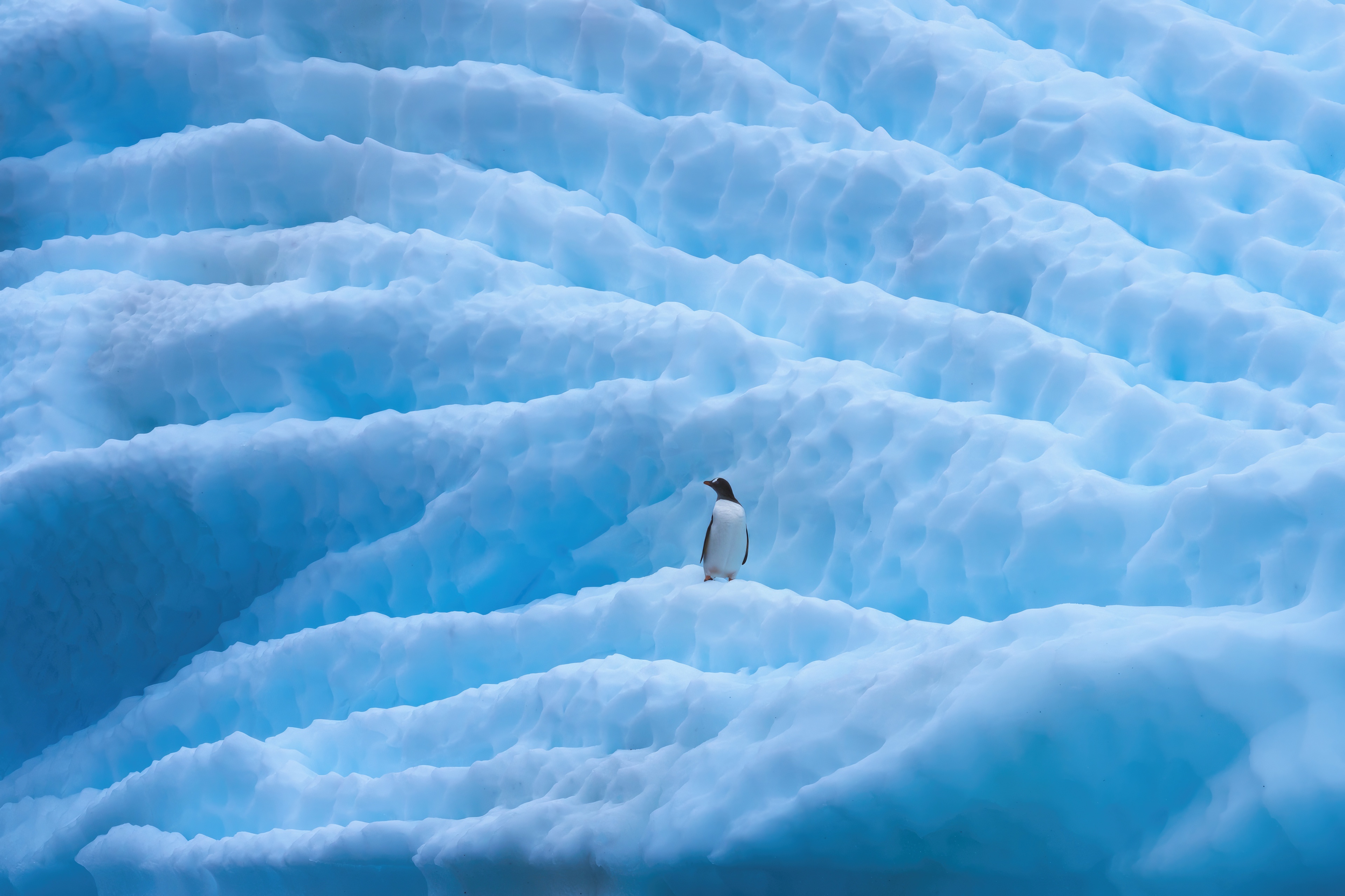 Penguin on ice in Antarctica HD Wallpaper