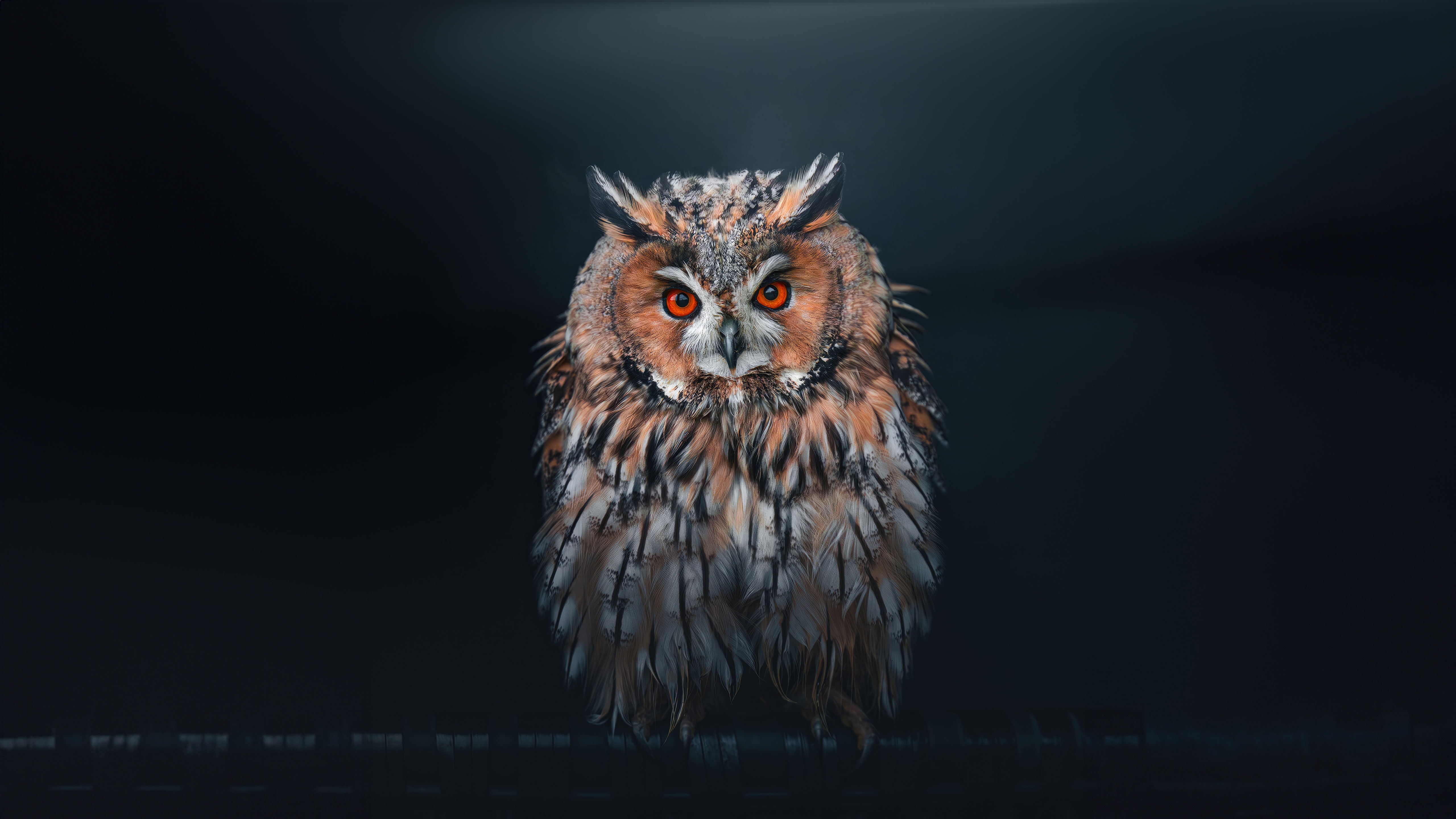Owl with bright orange eyes looking at the viewer HD Wallpaper