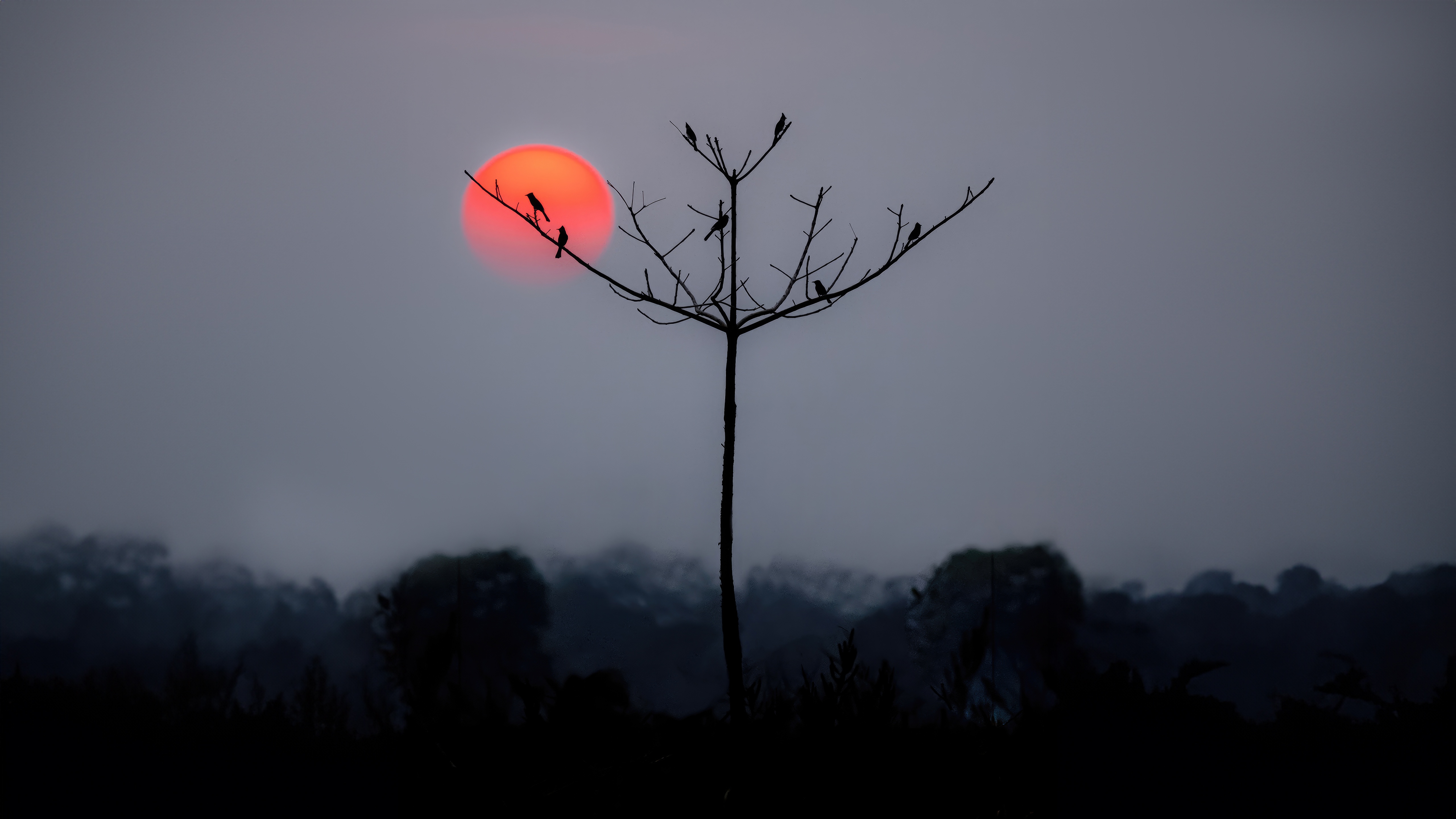 Birds Perched on Silhouette Branches at Sunset HD Wallpaper