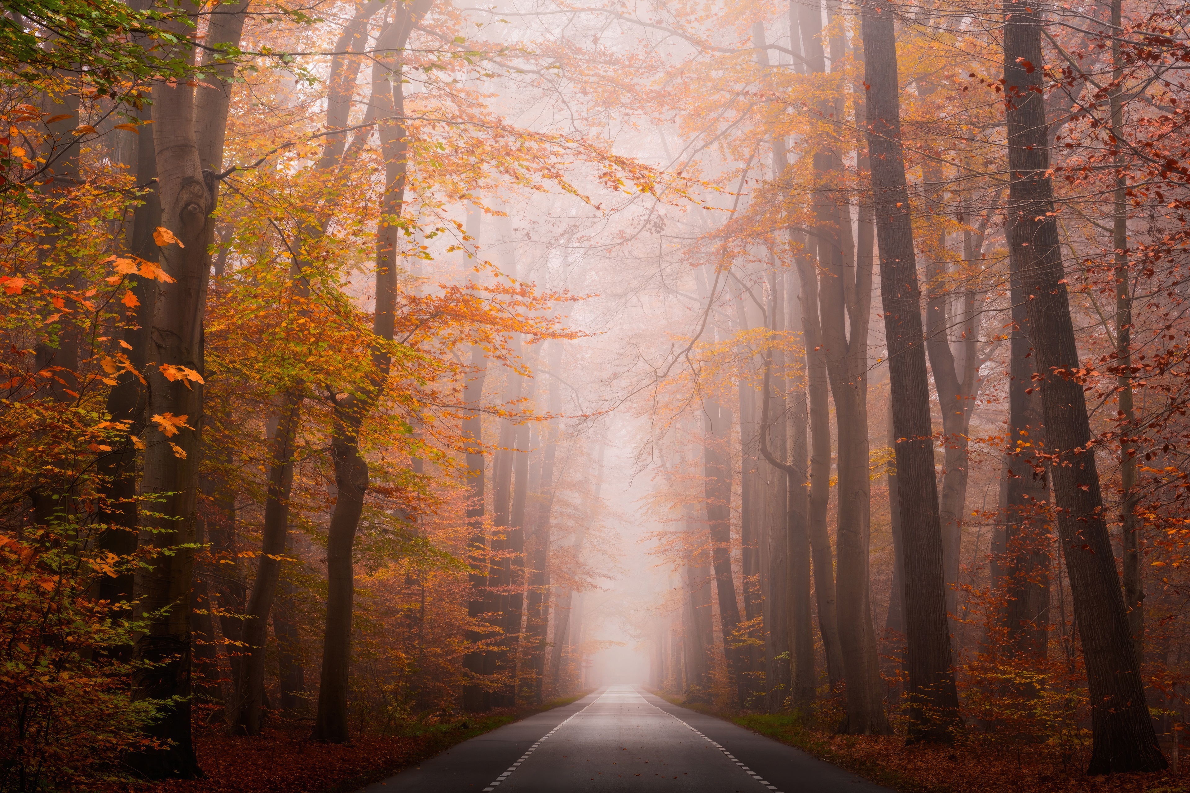 Road through an autumn forest with fog HD Wallpaper