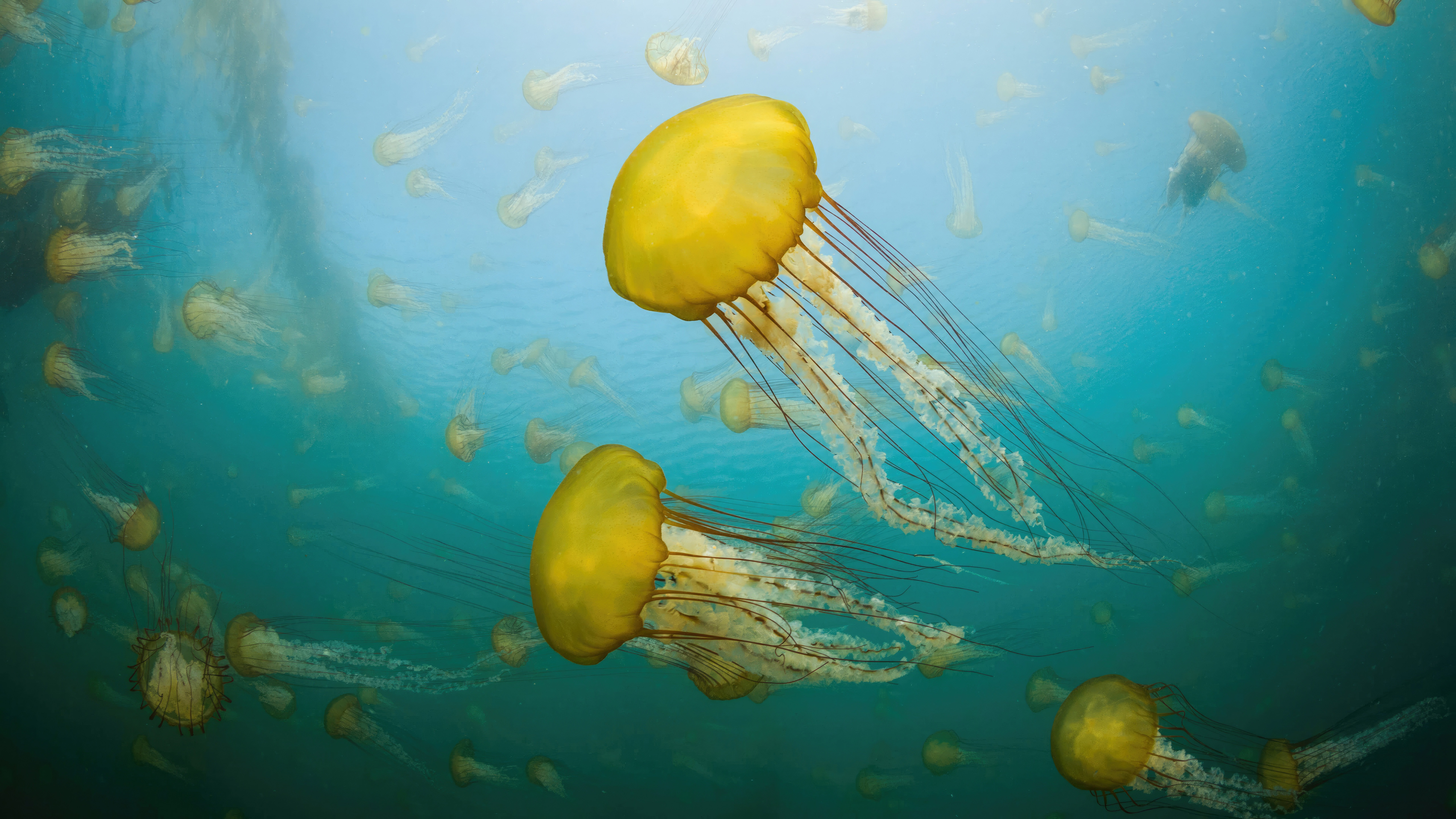 Jellyfish off the coast of Carmel, California HD Wallpaper
