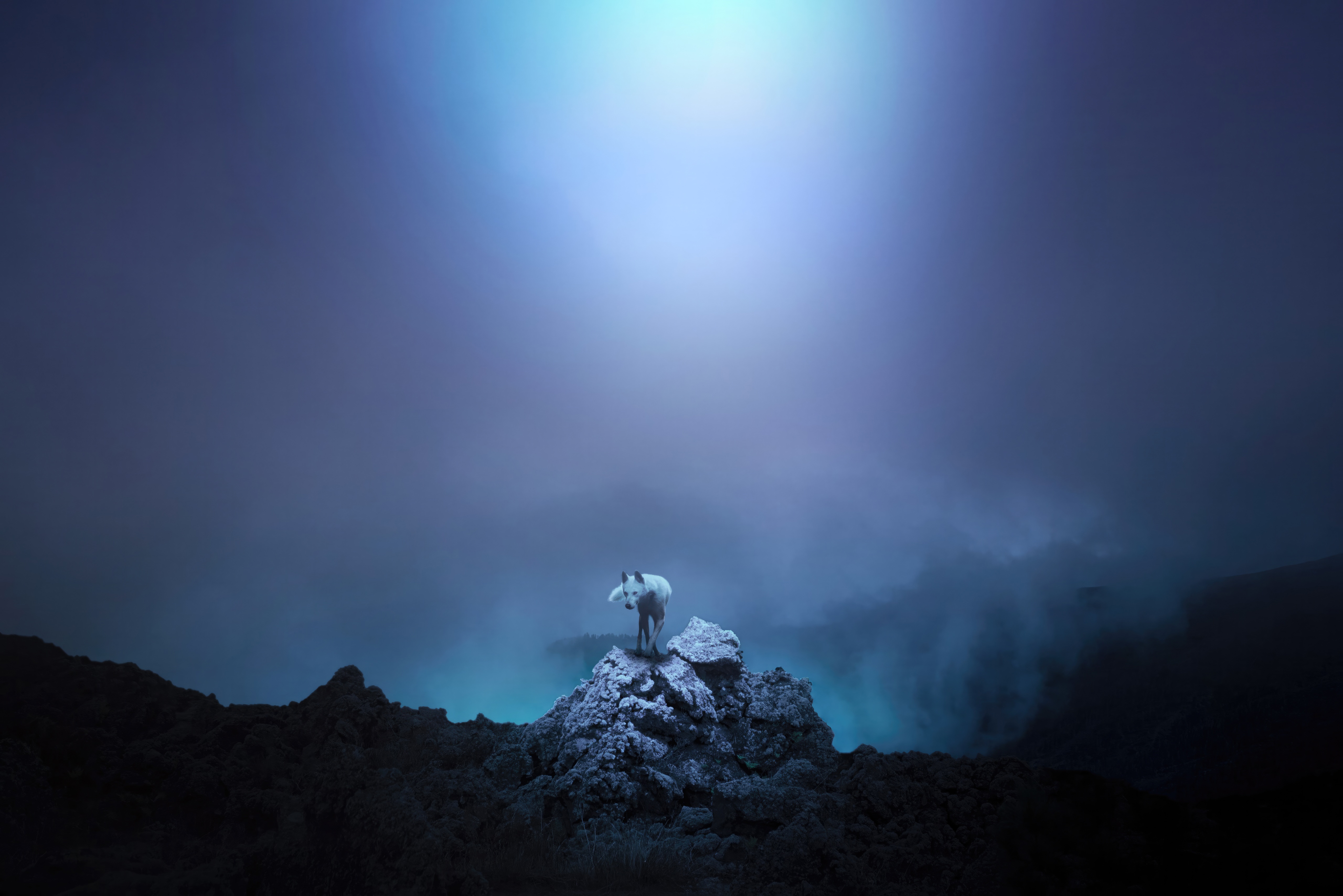 White fox standing on rocks with blue mist HD Wallpaper