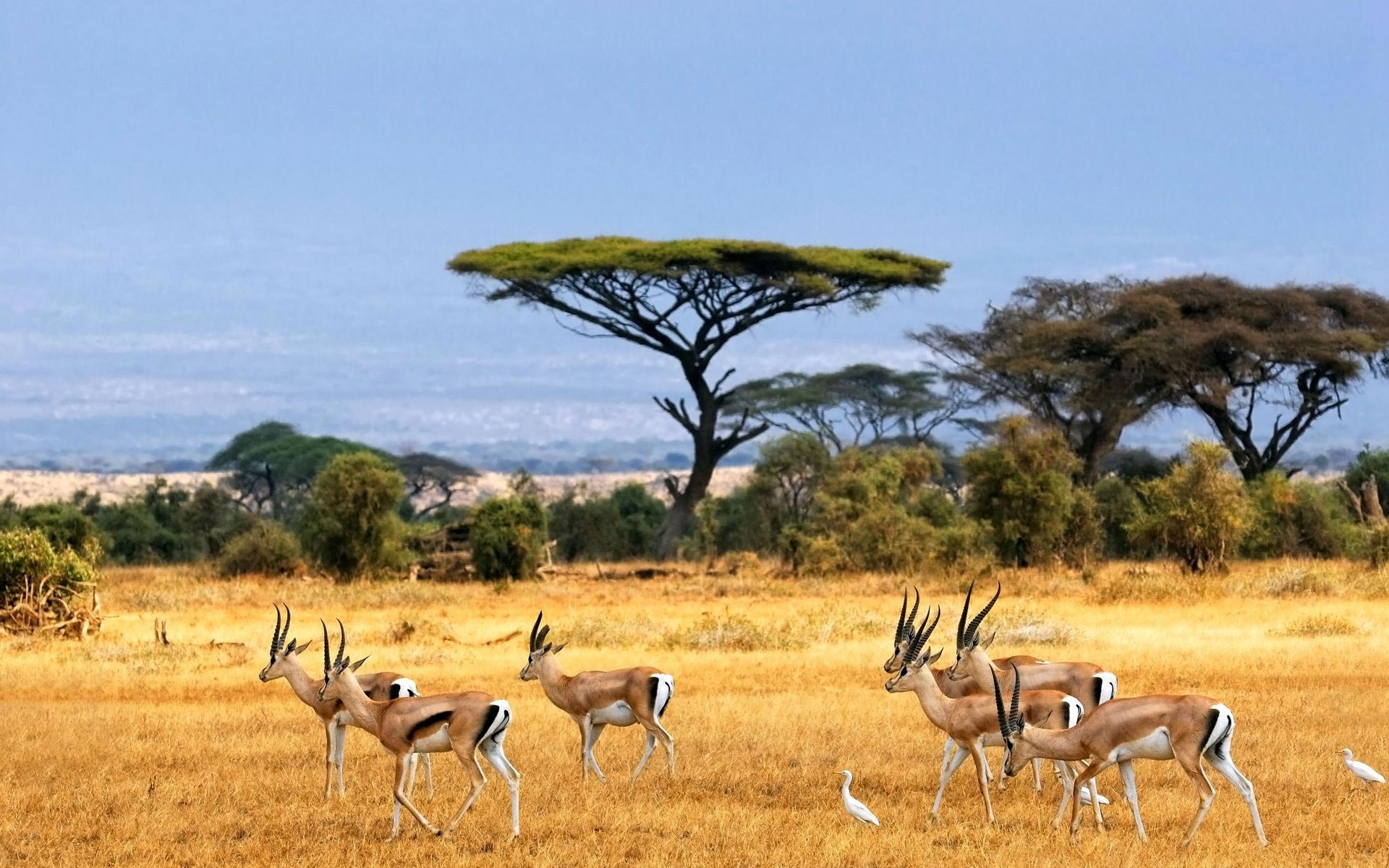 Gazelles and acacia trees in the African savannah HD Wallpaper