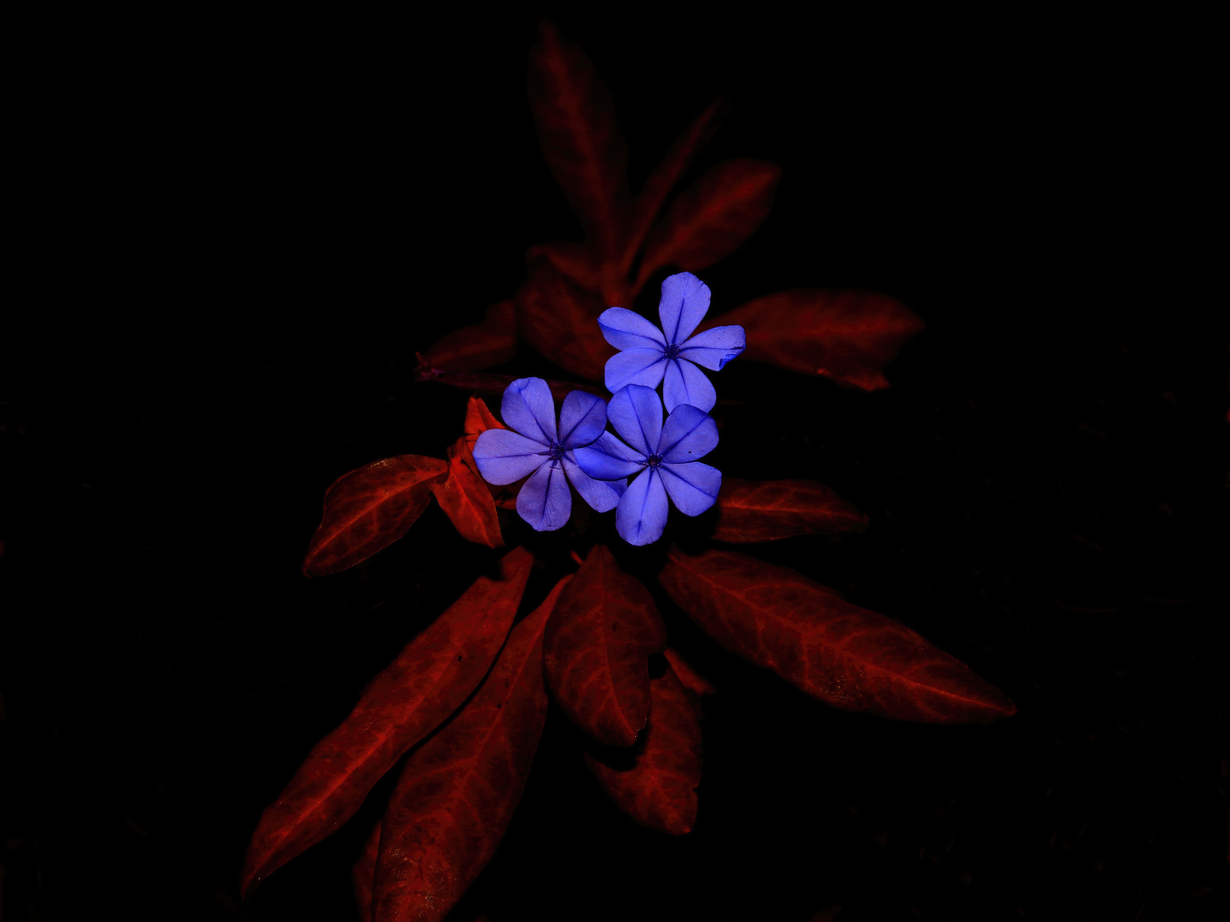 Blue Plumbago Flowers on Red Leaves HD Wallpaper