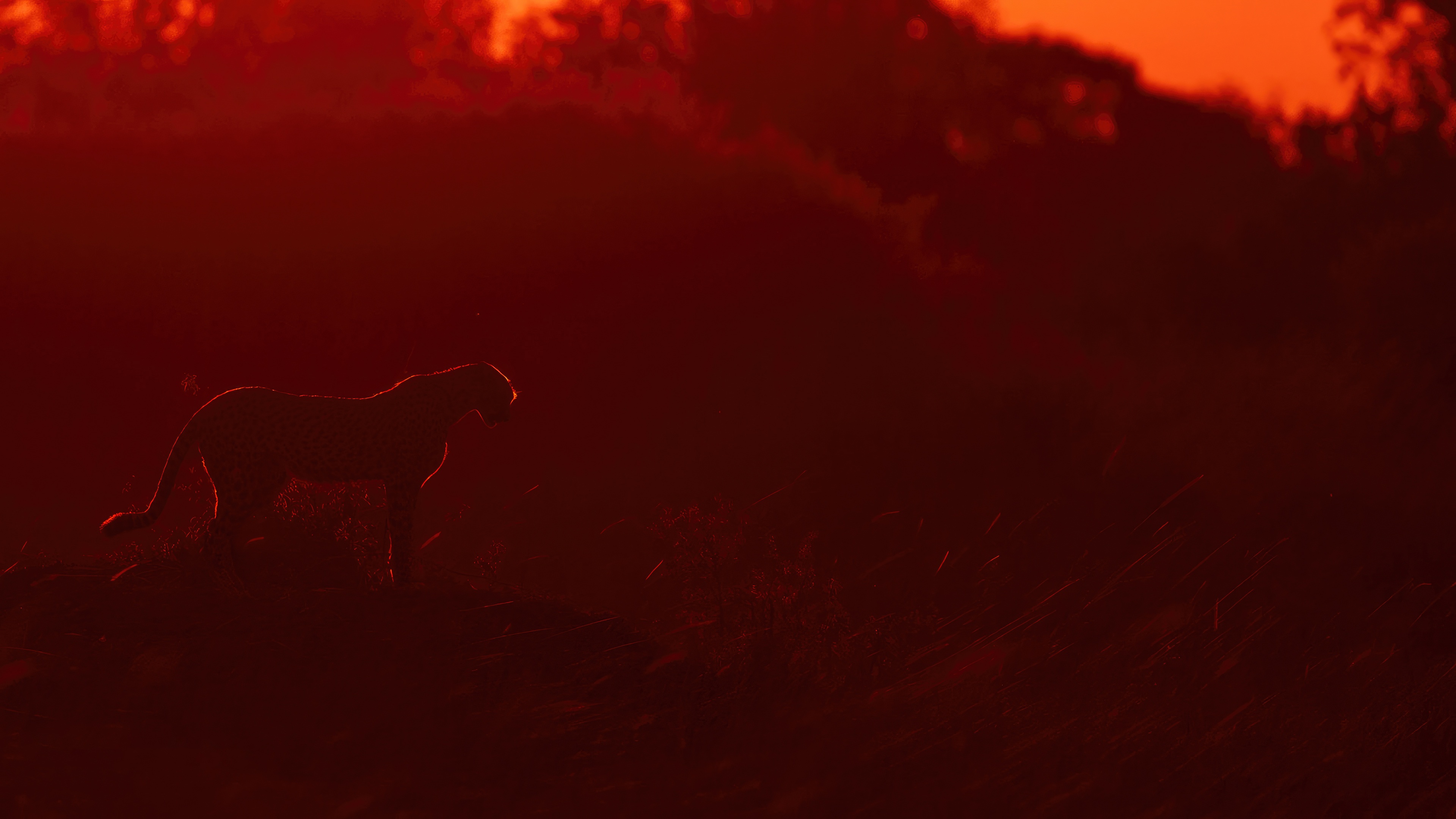 Cheetah silhouetted against a vibrant sunrise HD Wallpaper