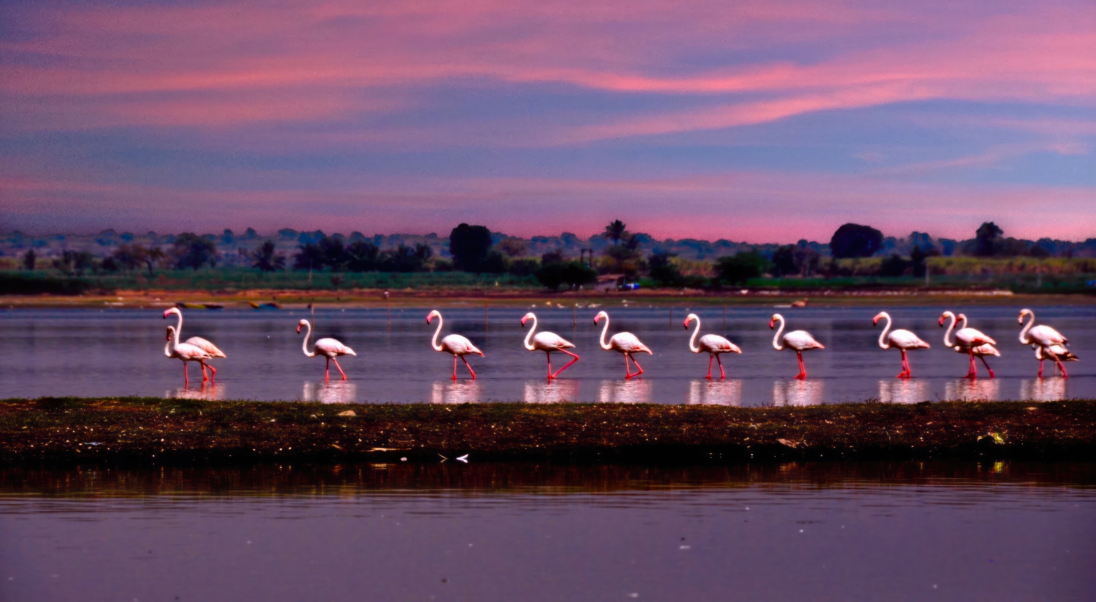 Flamingos marching in a lake at sunset HD Wallpaper