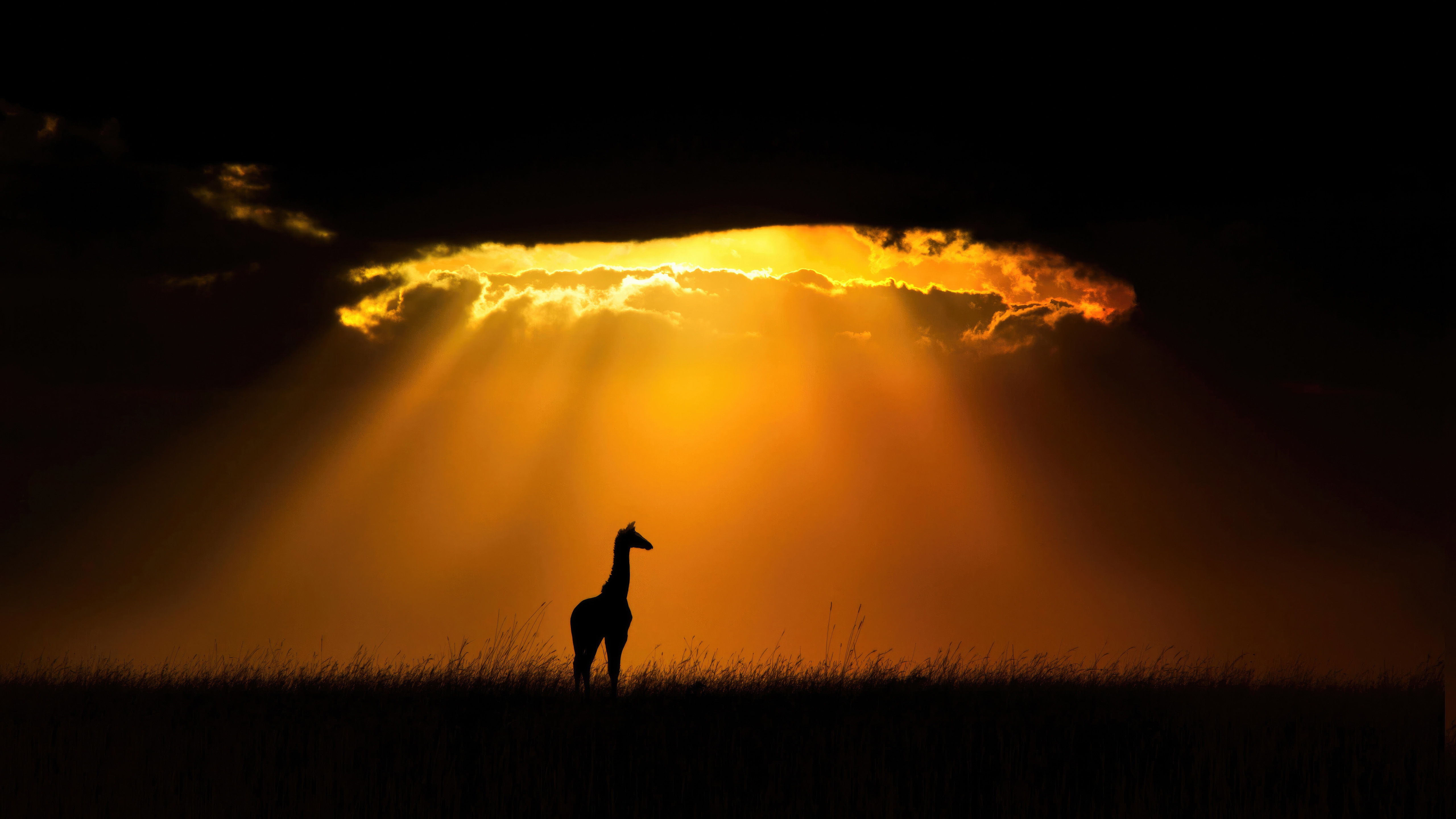Giraffe silhouetted against dramatic sunset in Masai Mara HD Wallpaper