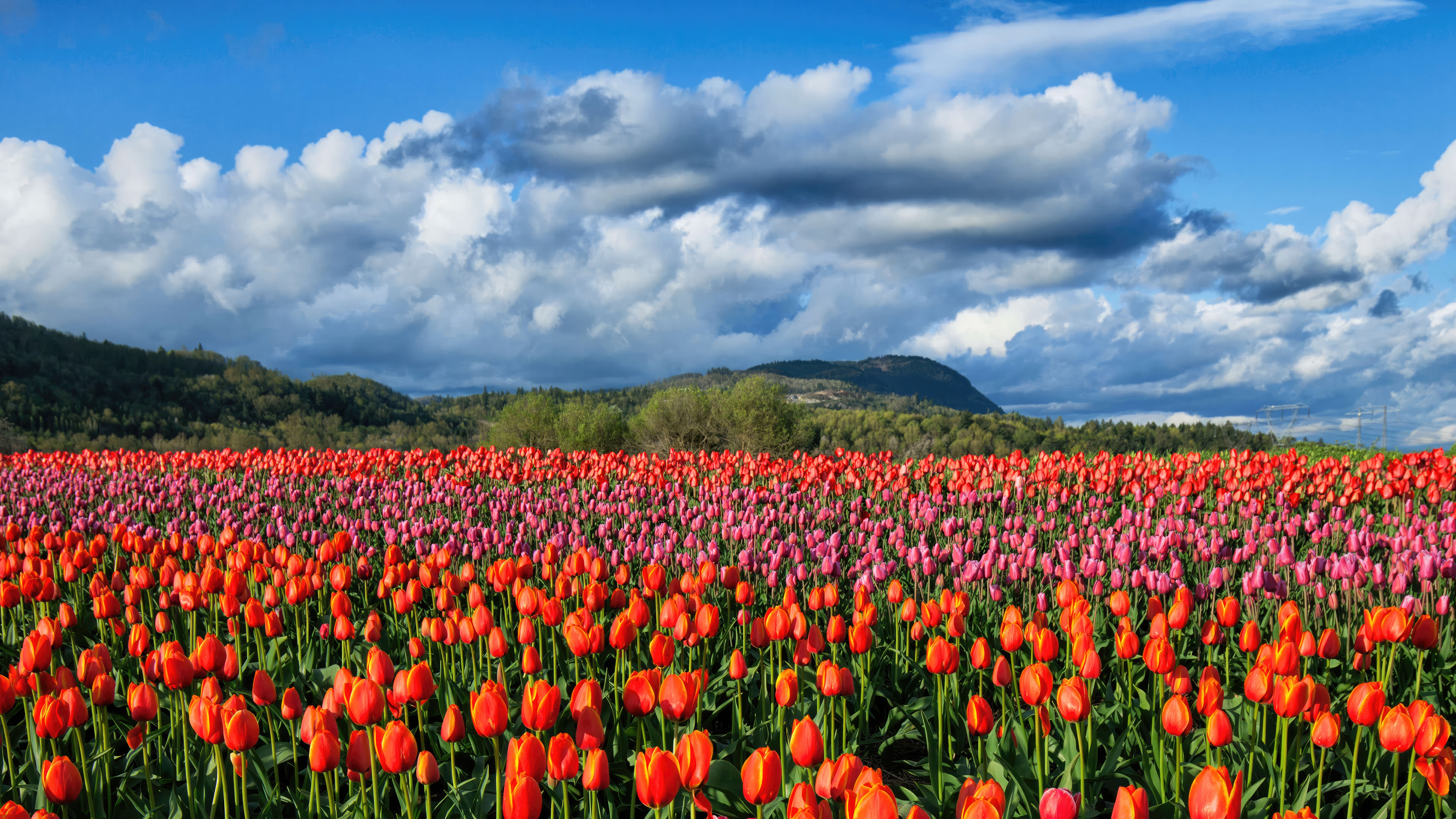 Colorful Tulip Fields in Fraser Valley HD Wallpaper