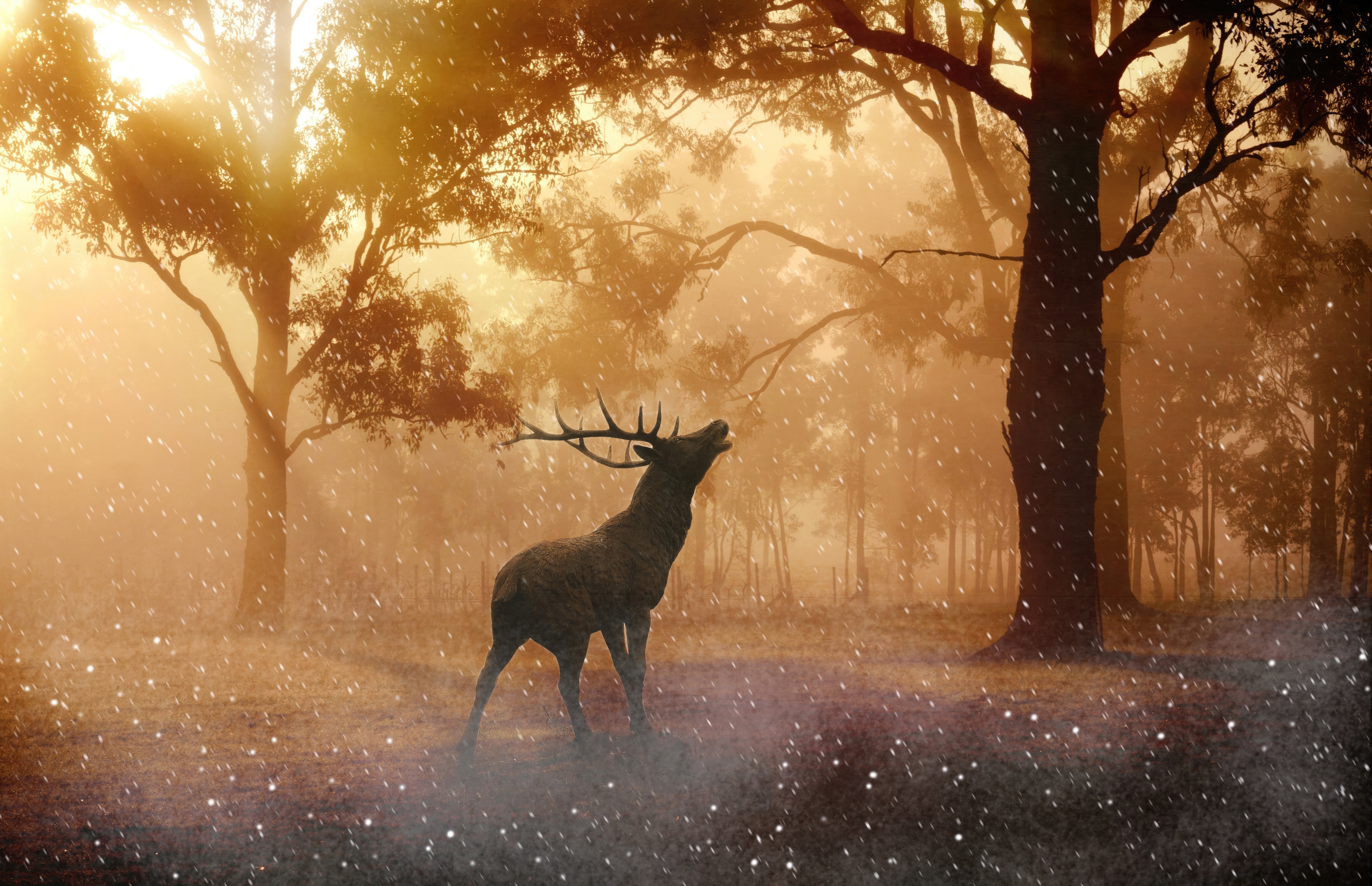 Reindeer in a dreamy, snowy forest at sunset HD Wallpaper