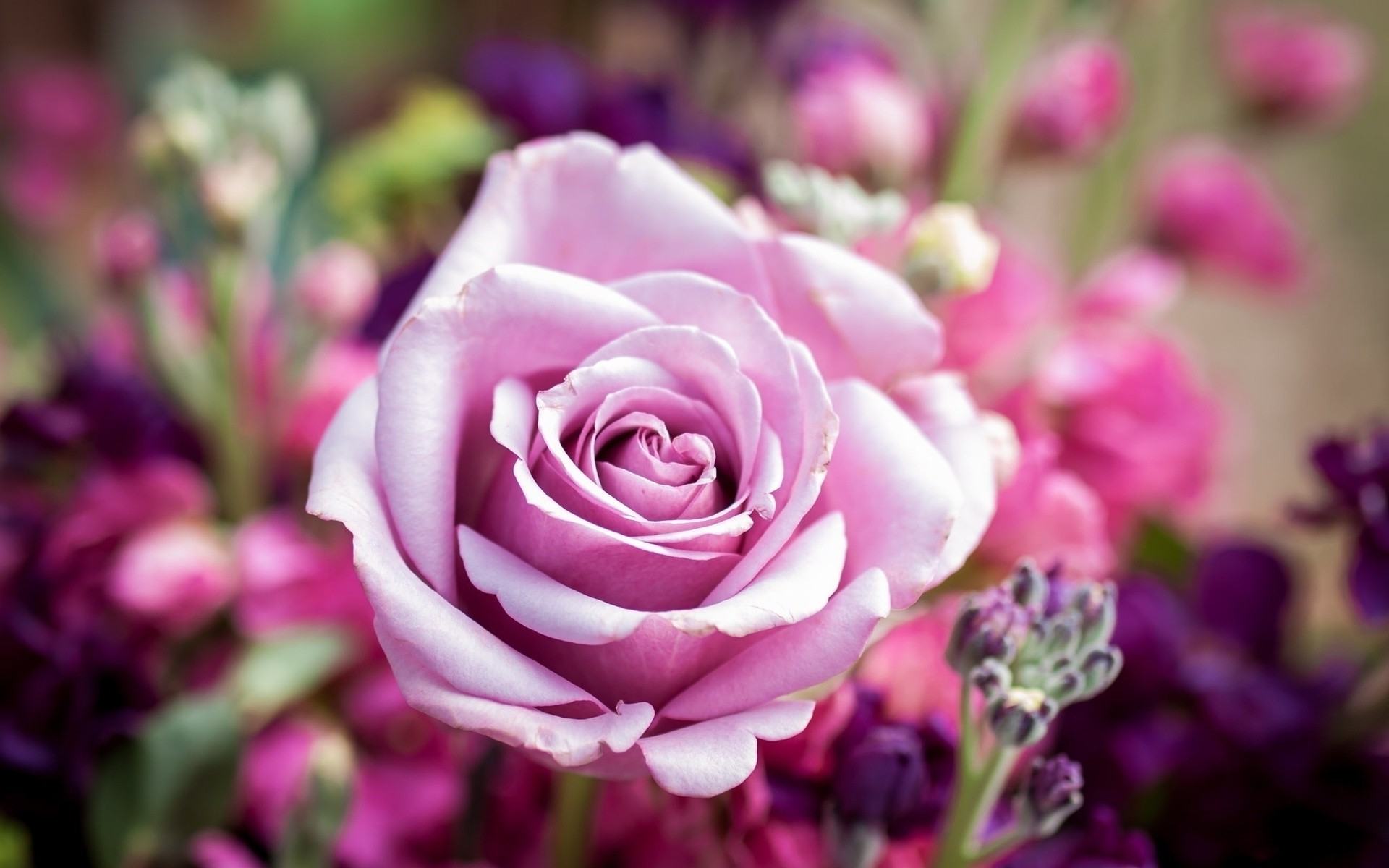 Close-up of a pink rose with purple flowers HD Wallpaper