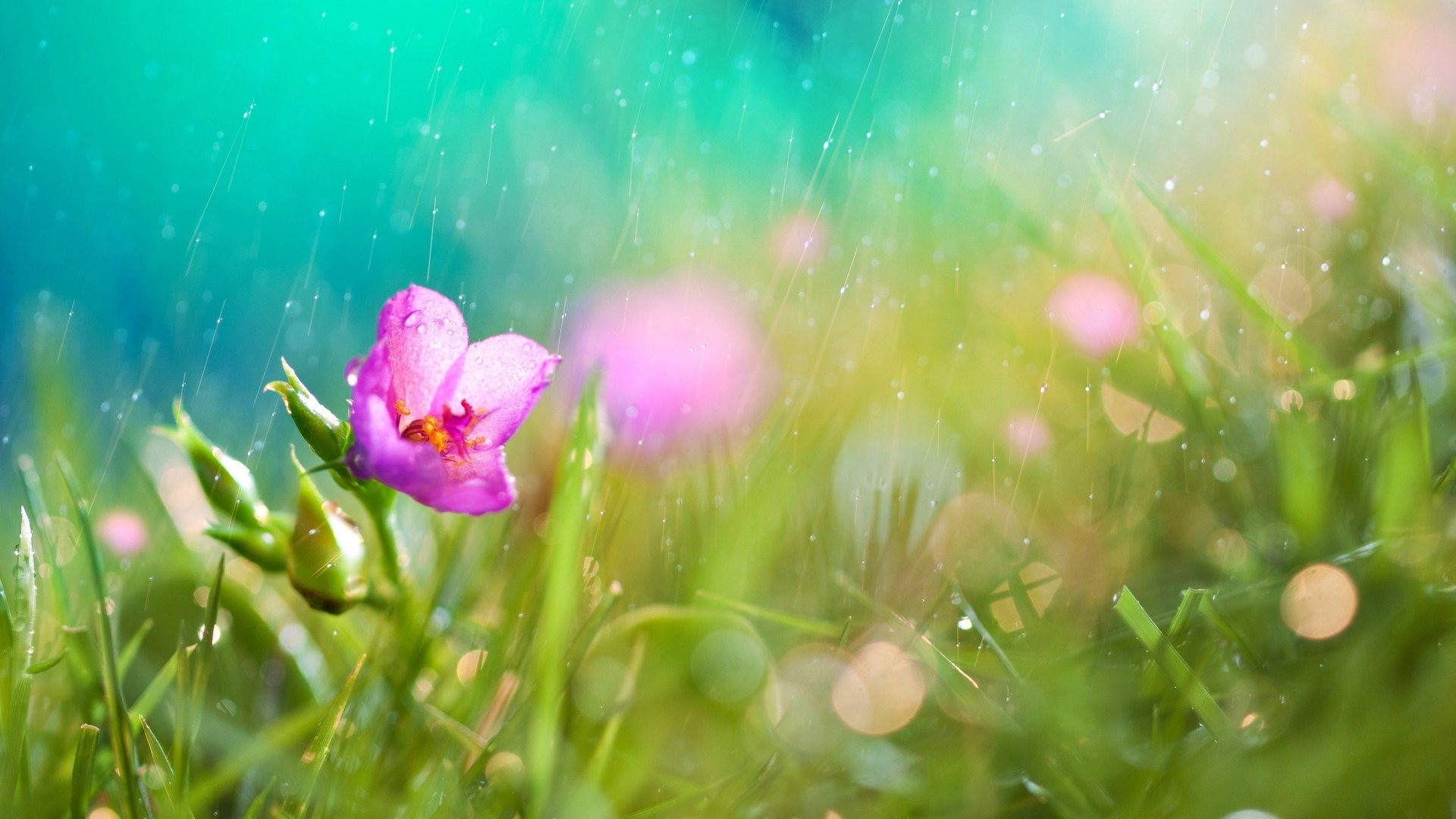 Pink flower in the rain HD Wallpaper