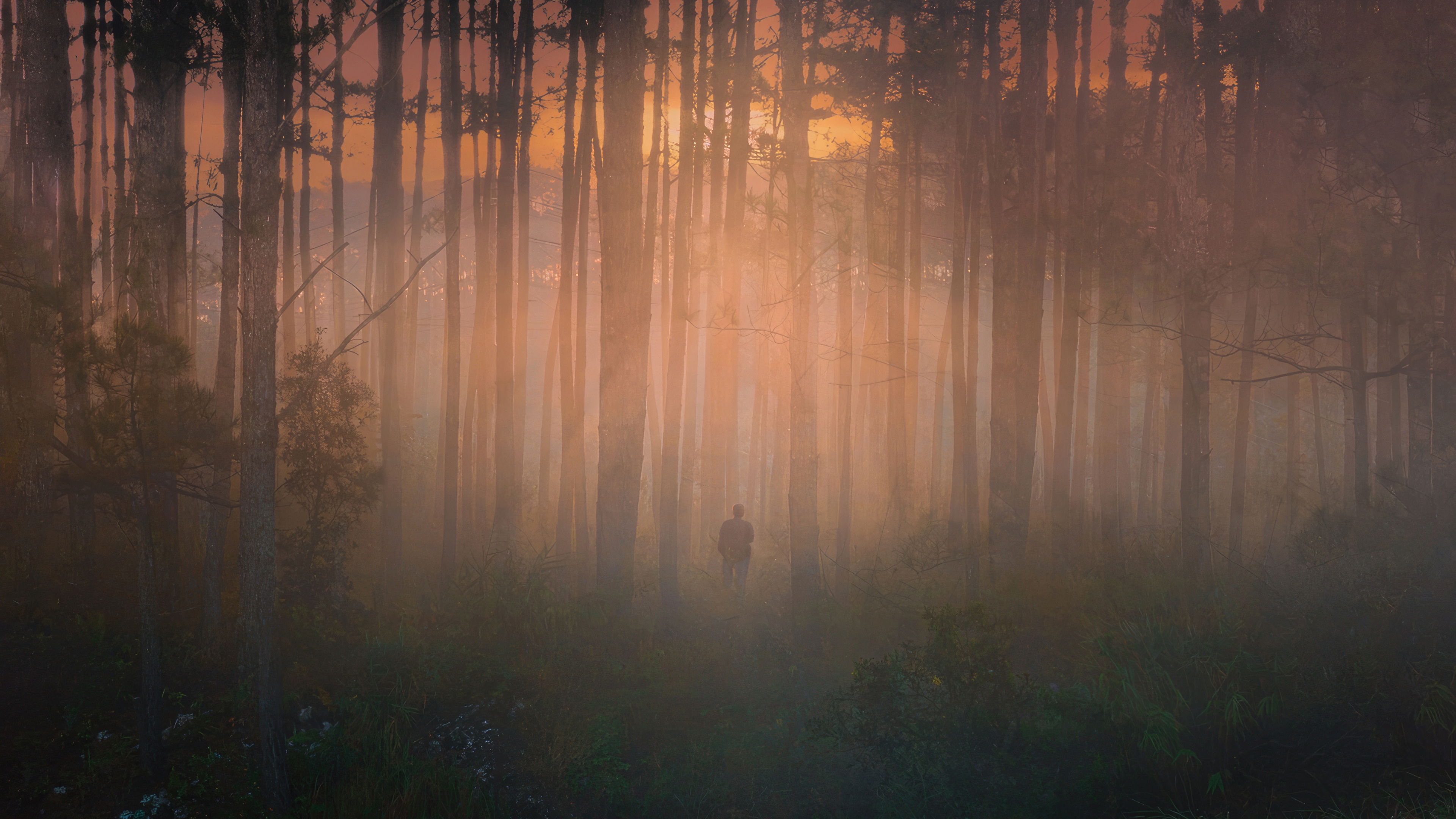 Person standing in a misty forest at sunset HD Wallpaper