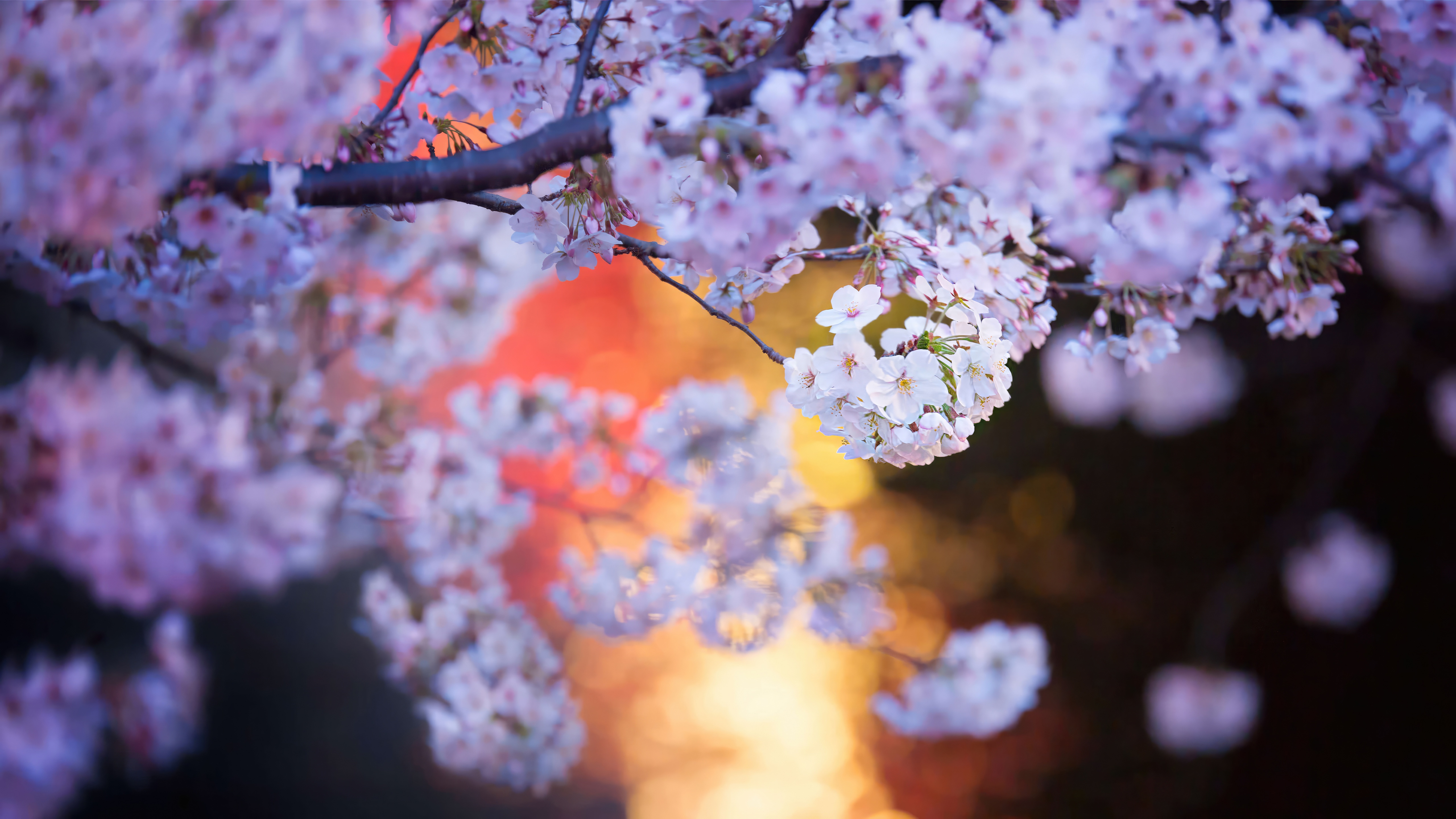 Close-up of Cherry Blossoms with Bokeh Background HD Wallpaper