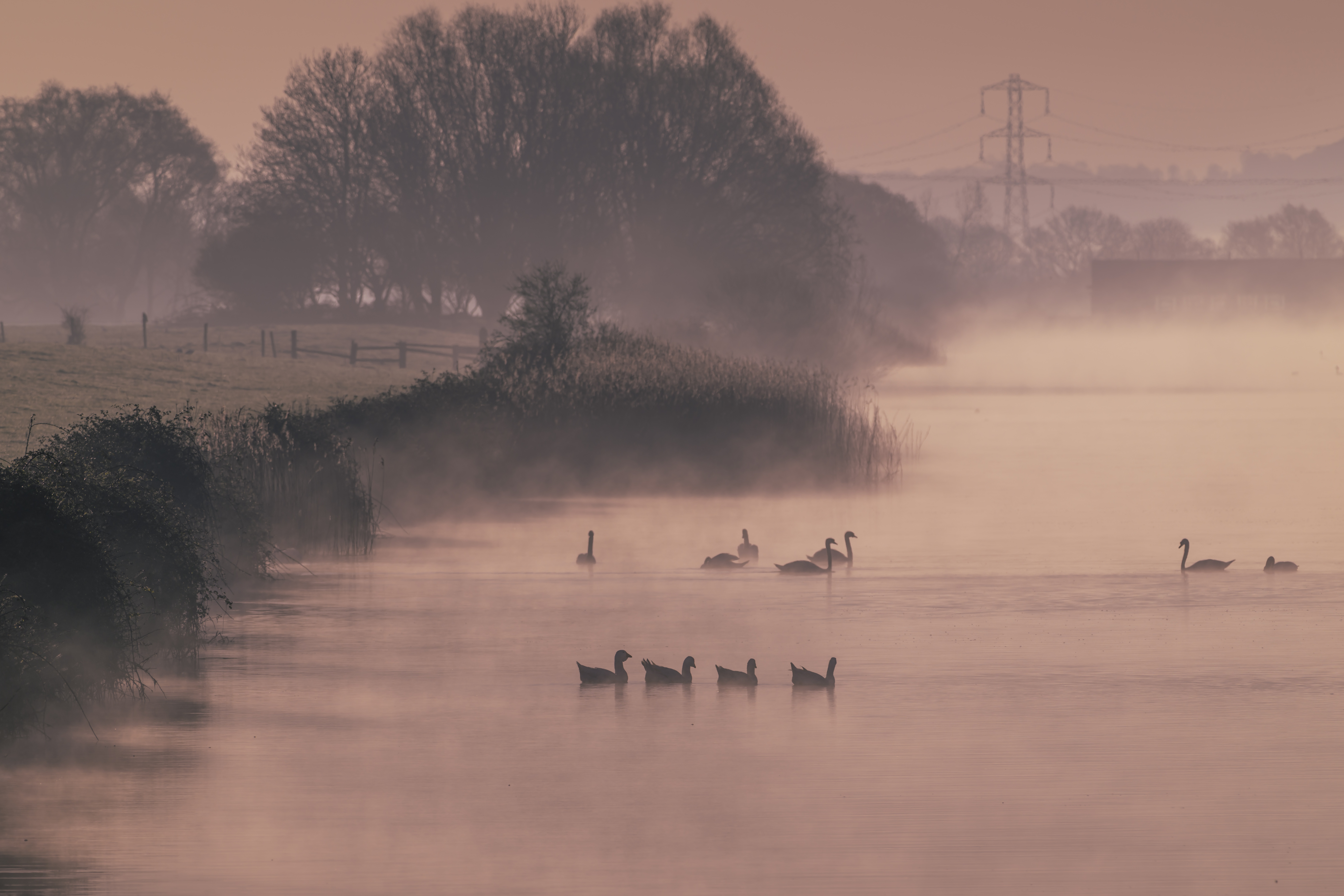 Ducks and swans on a misty lake at dawn HD Wallpaper