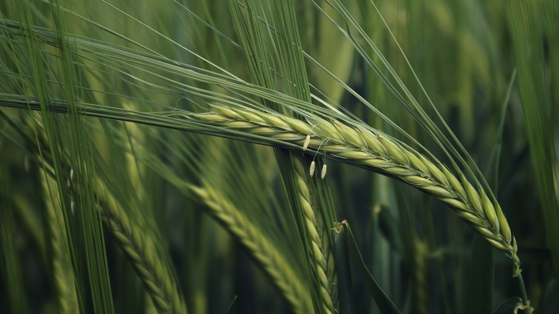 Close-up of green barley stalks in a field HD Wallpaper