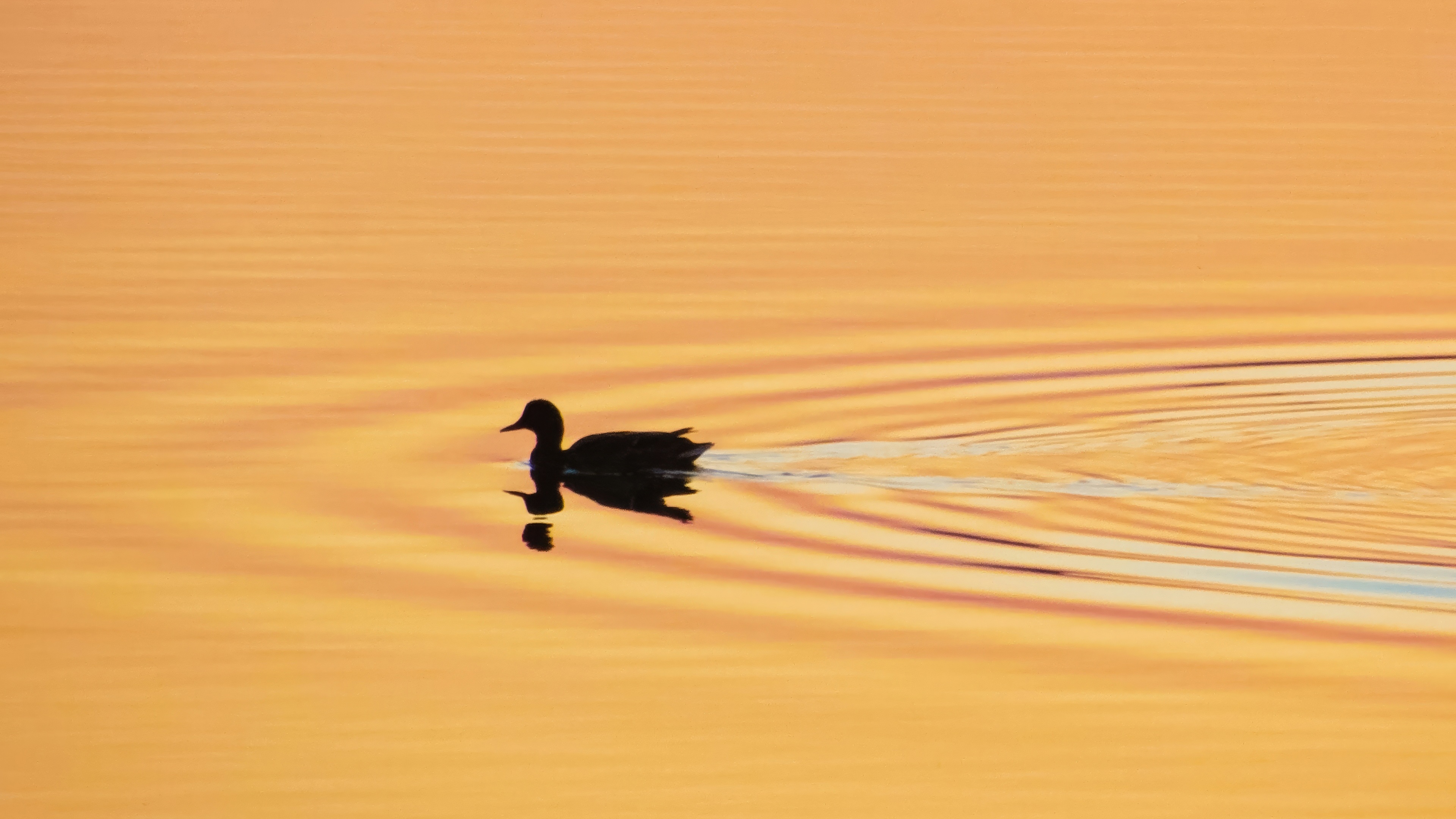 Silhouette of a duck gliding on water HD Wallpaper