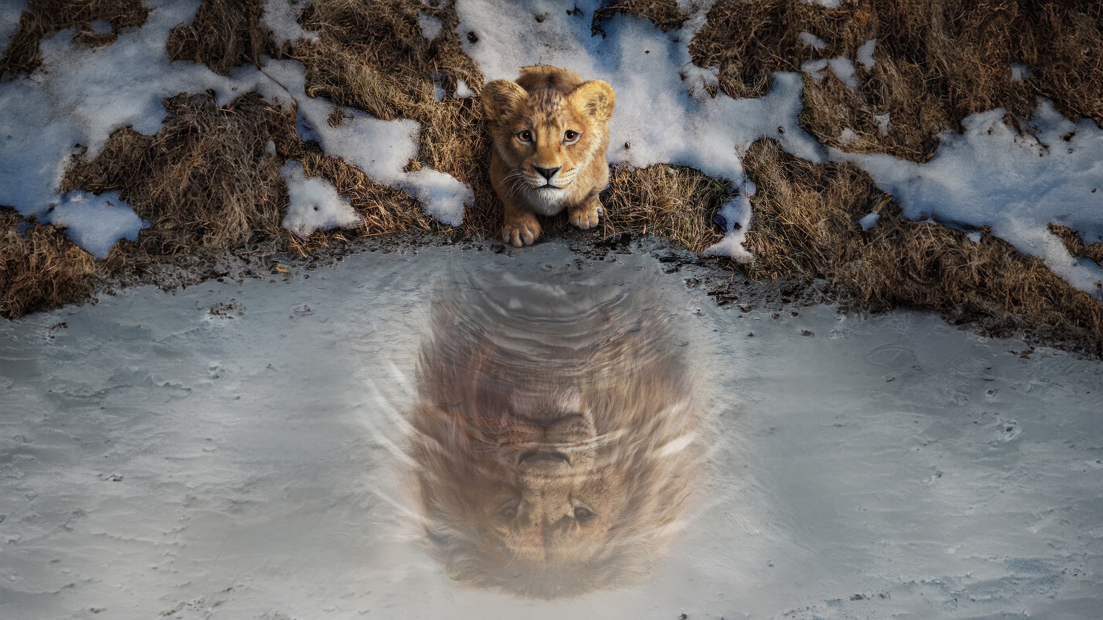 Lion Cub Reflects as Adult Lion in Water HD Wallpaper