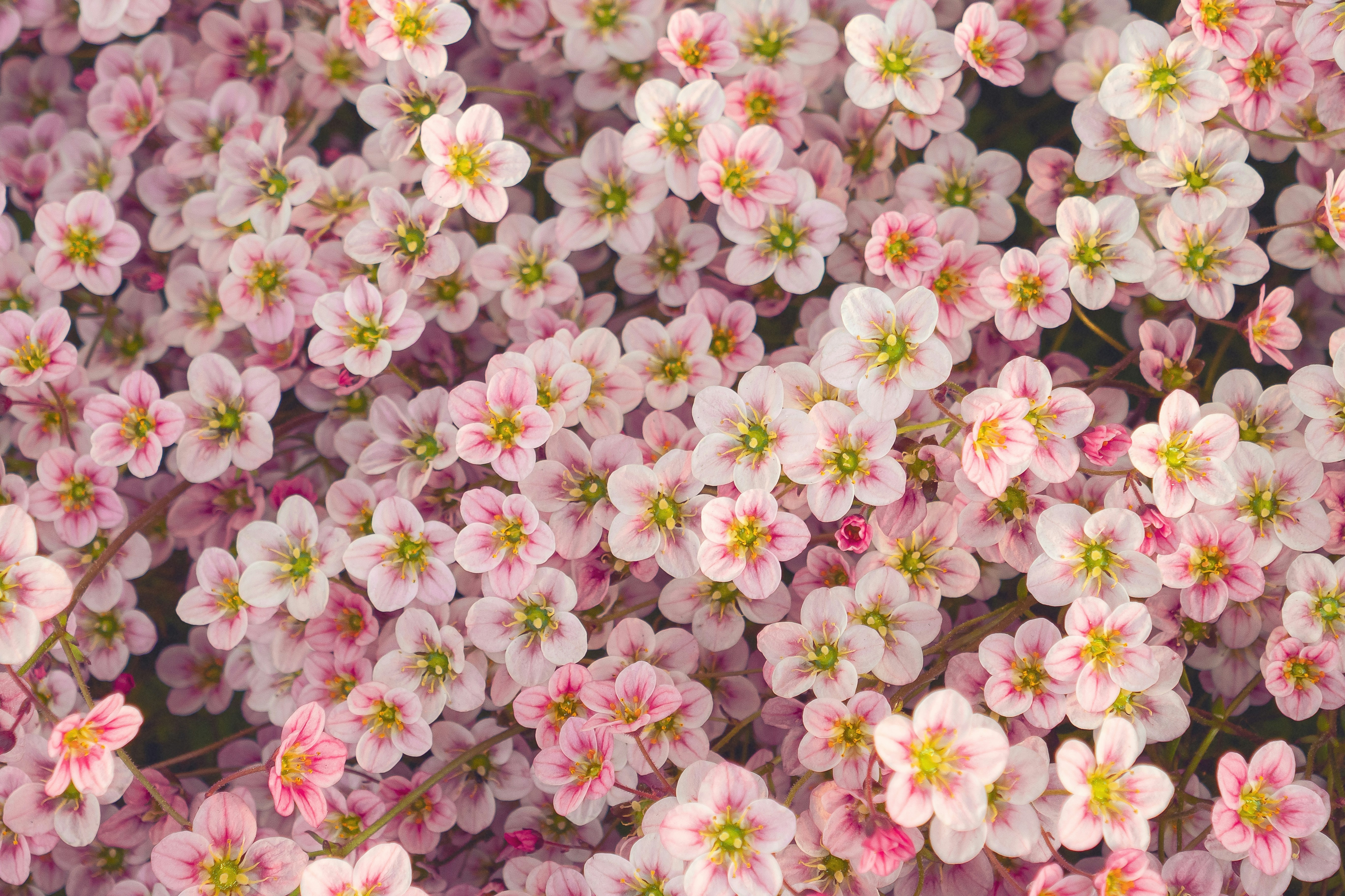 Close up of delicate pink and white flowers HD Wallpaper