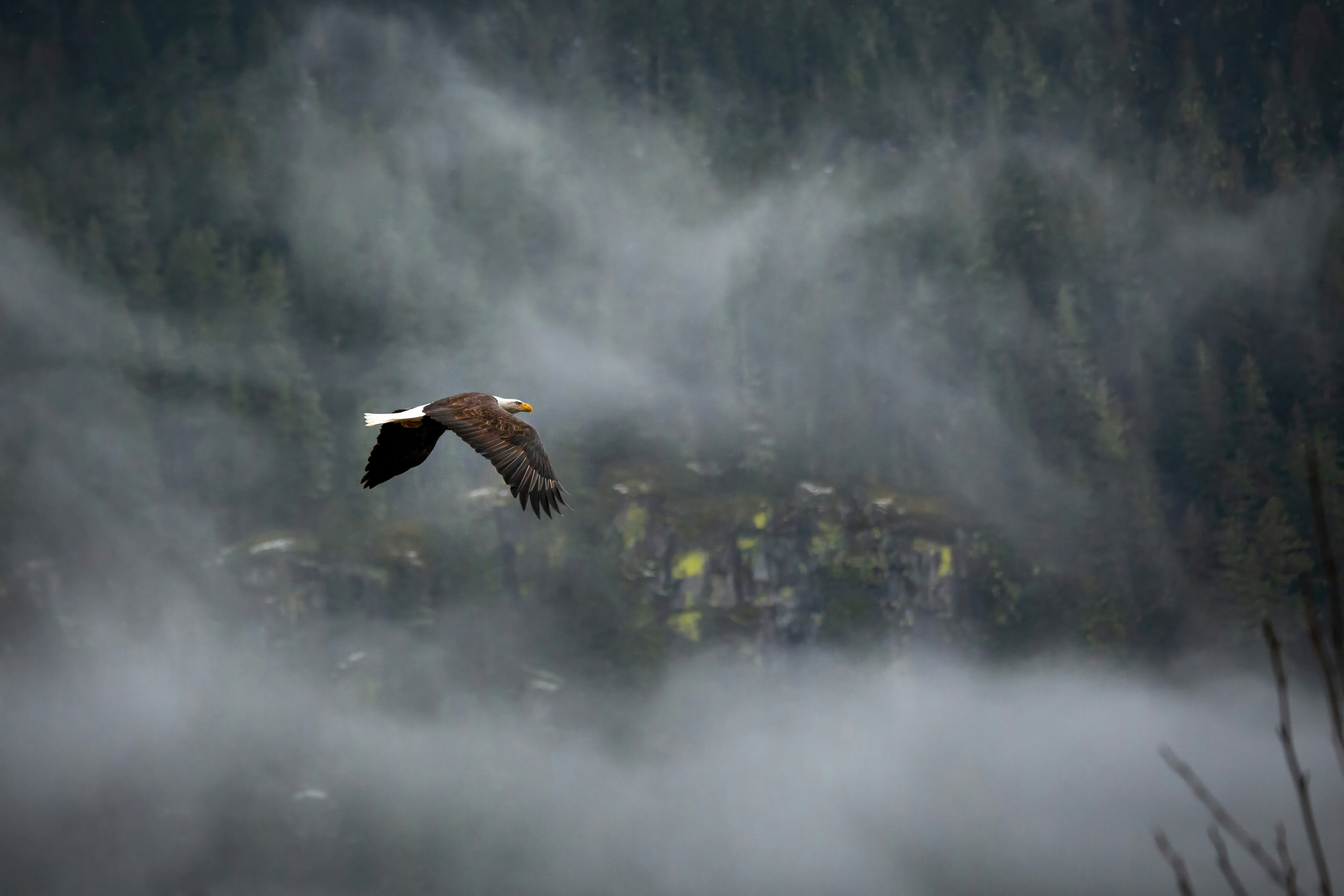 Bald Eagle flying through misty forest HD Wallpaper