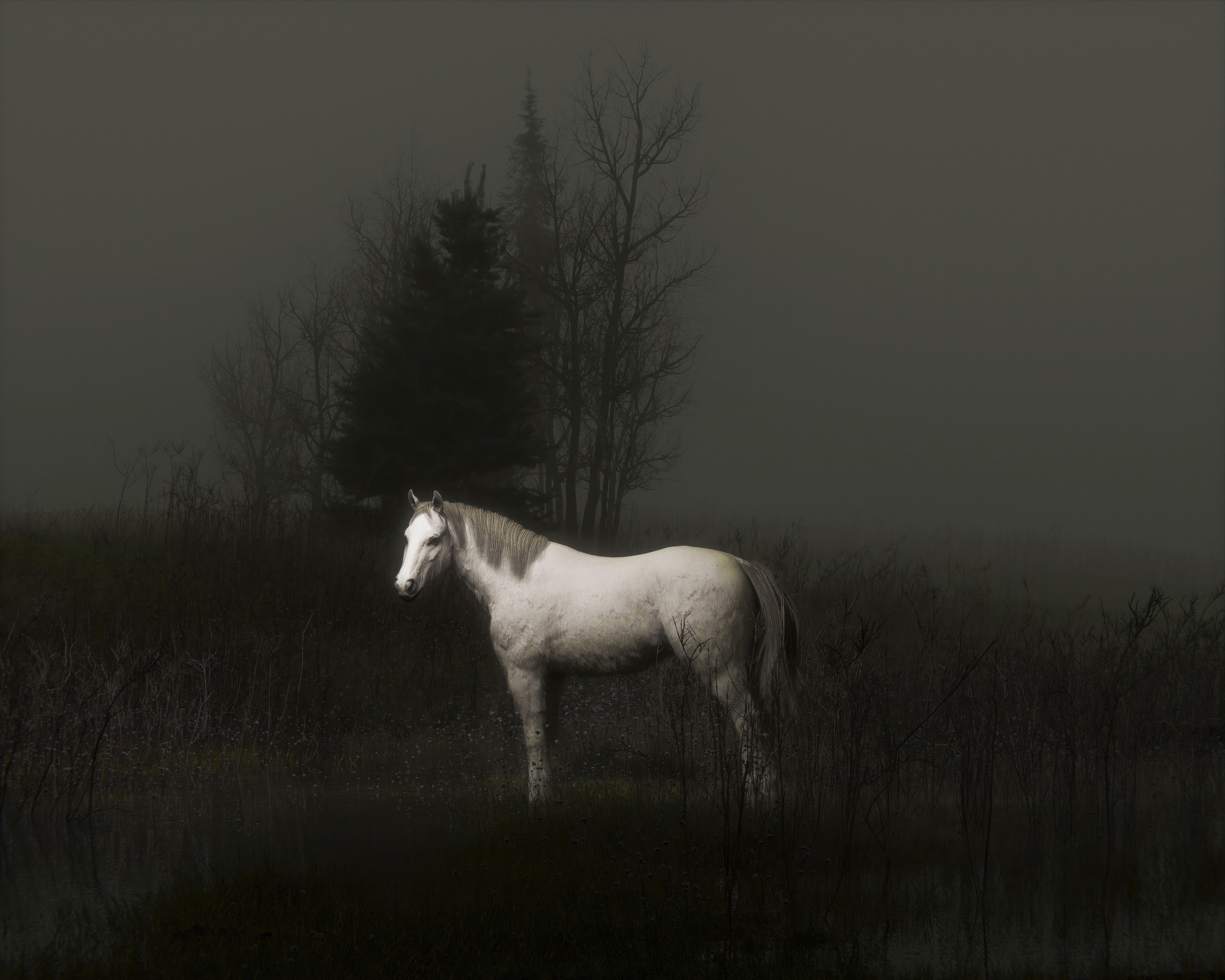 White horse standing in a foggy field with trees HD Wallpaper