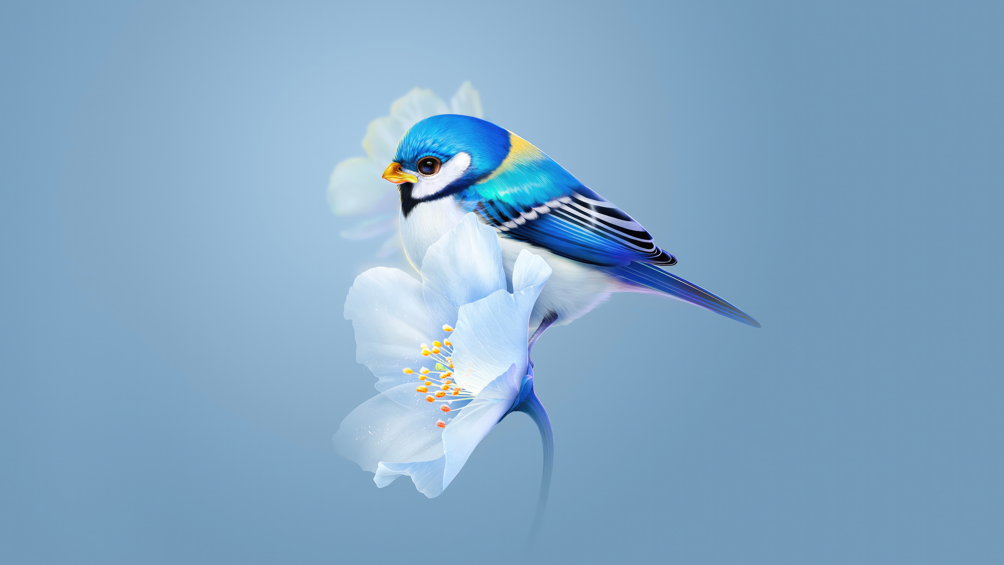 A blue bird sits on a delicate white flower HD Wallpaper