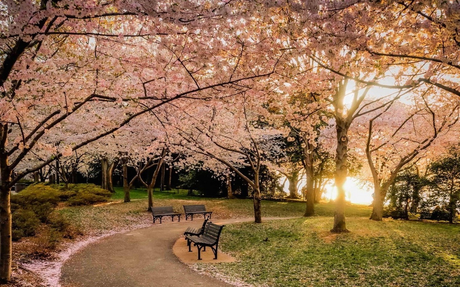 Park path lined with cherry blossom trees at sunset HD Wallpaper