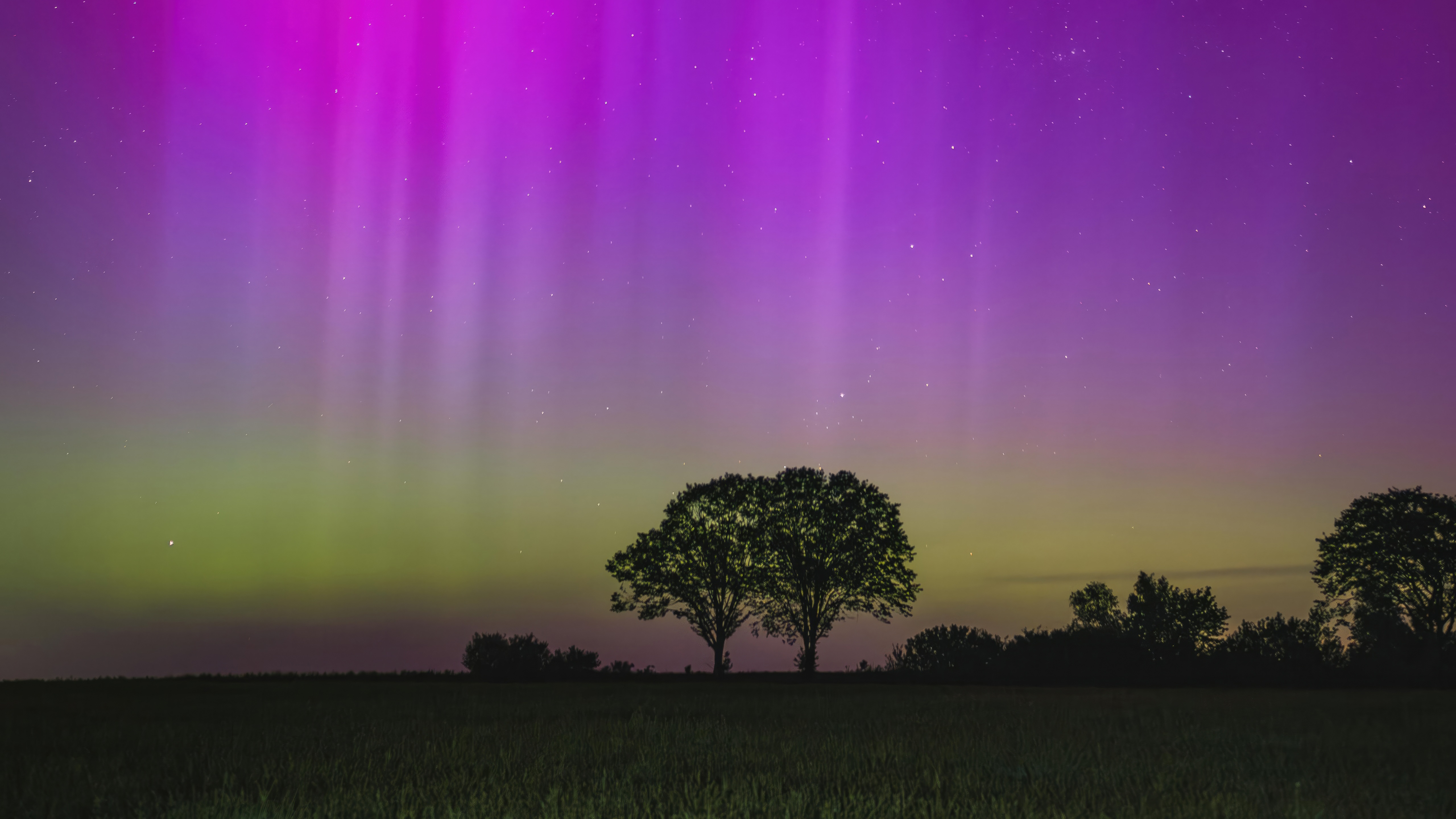 Northern Lights Above The Trees HD Wallpaper