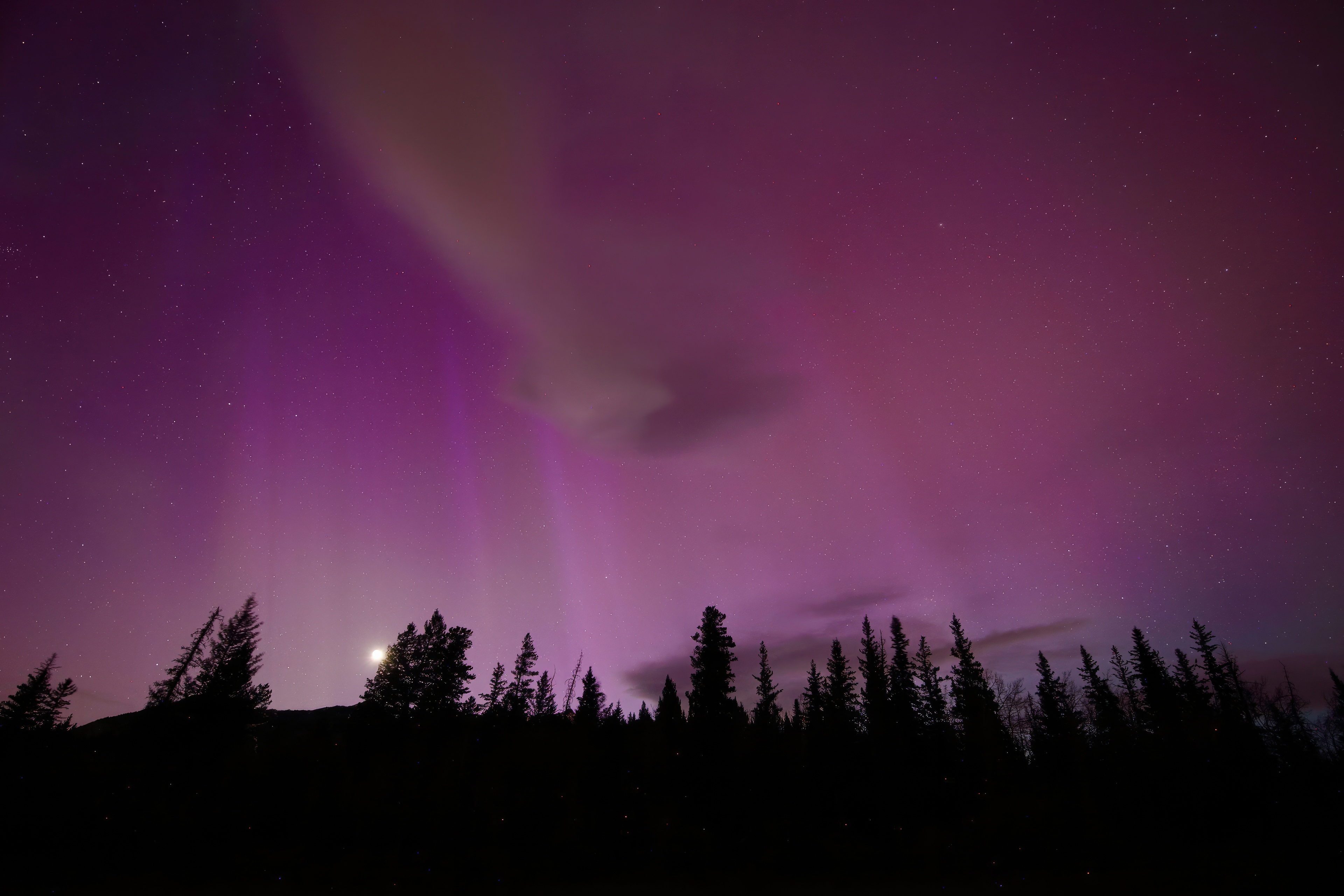 Aurora Borealis over a silhouetted forest HD Wallpaper