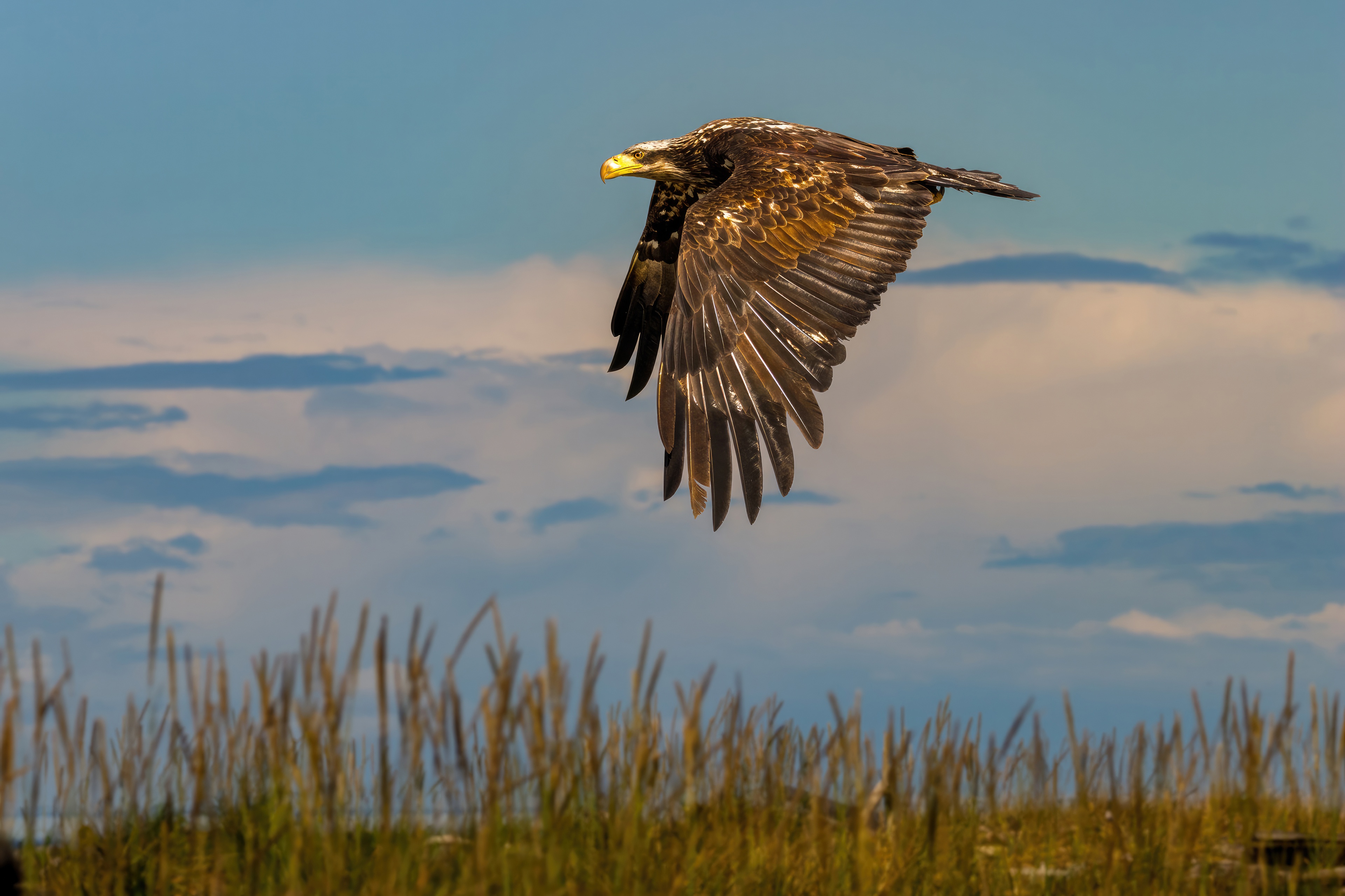 Eagle in flight over tall grass HD Wallpaper