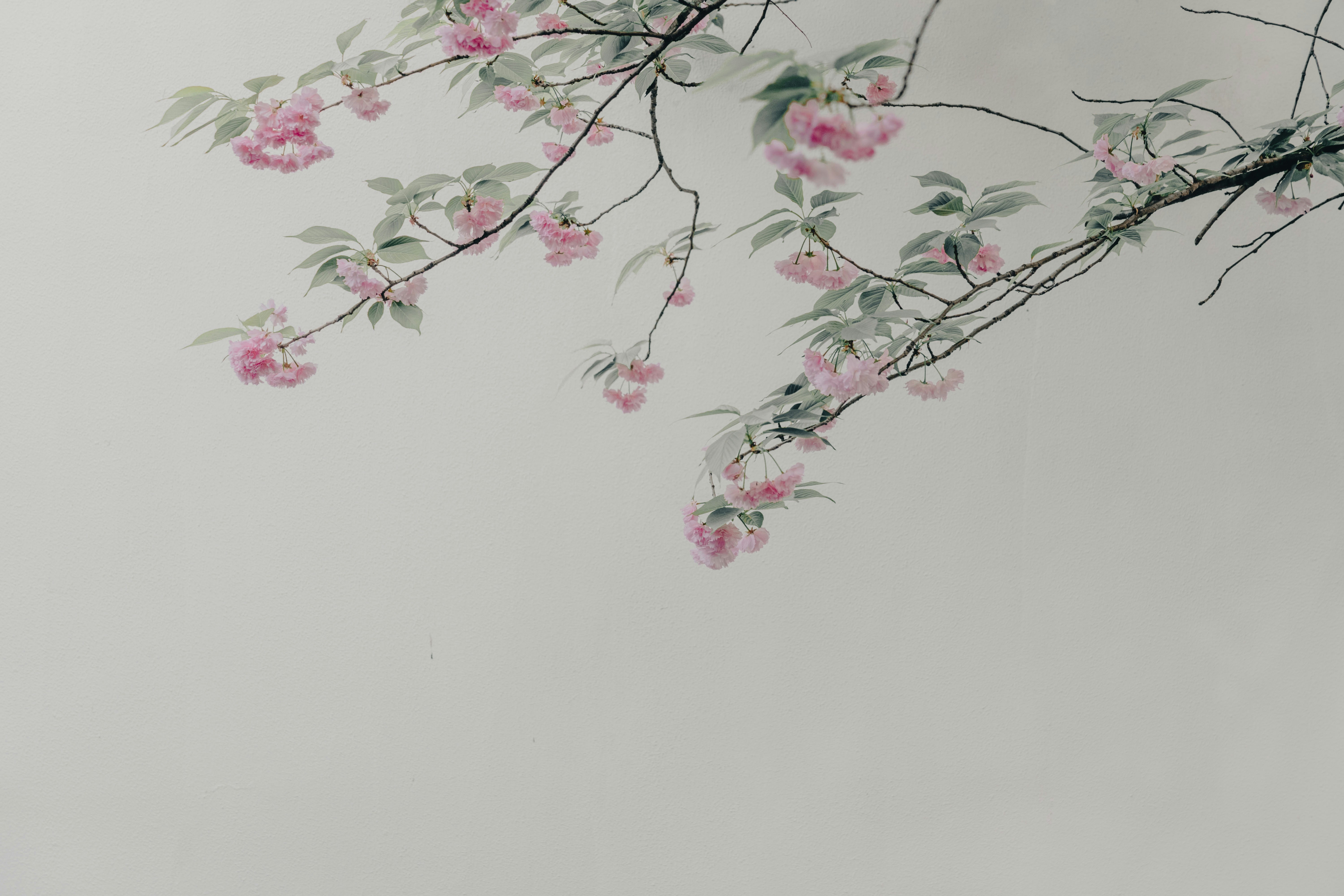 Pink flowers on a tree branch HD Wallpaper