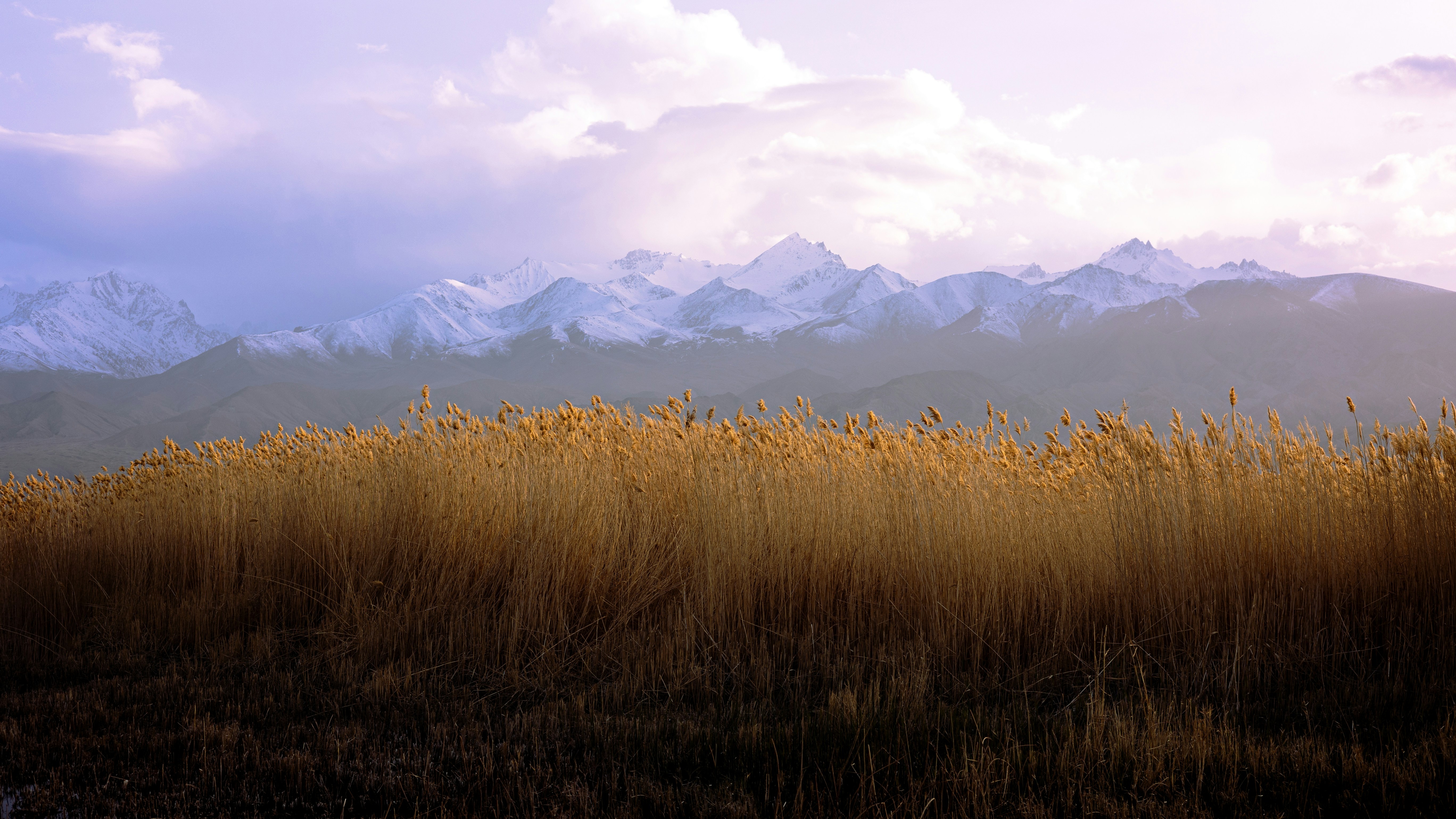 Tall Grass and Snow-Capped Mountains Under a Cloudy Sky HD Wallpaper