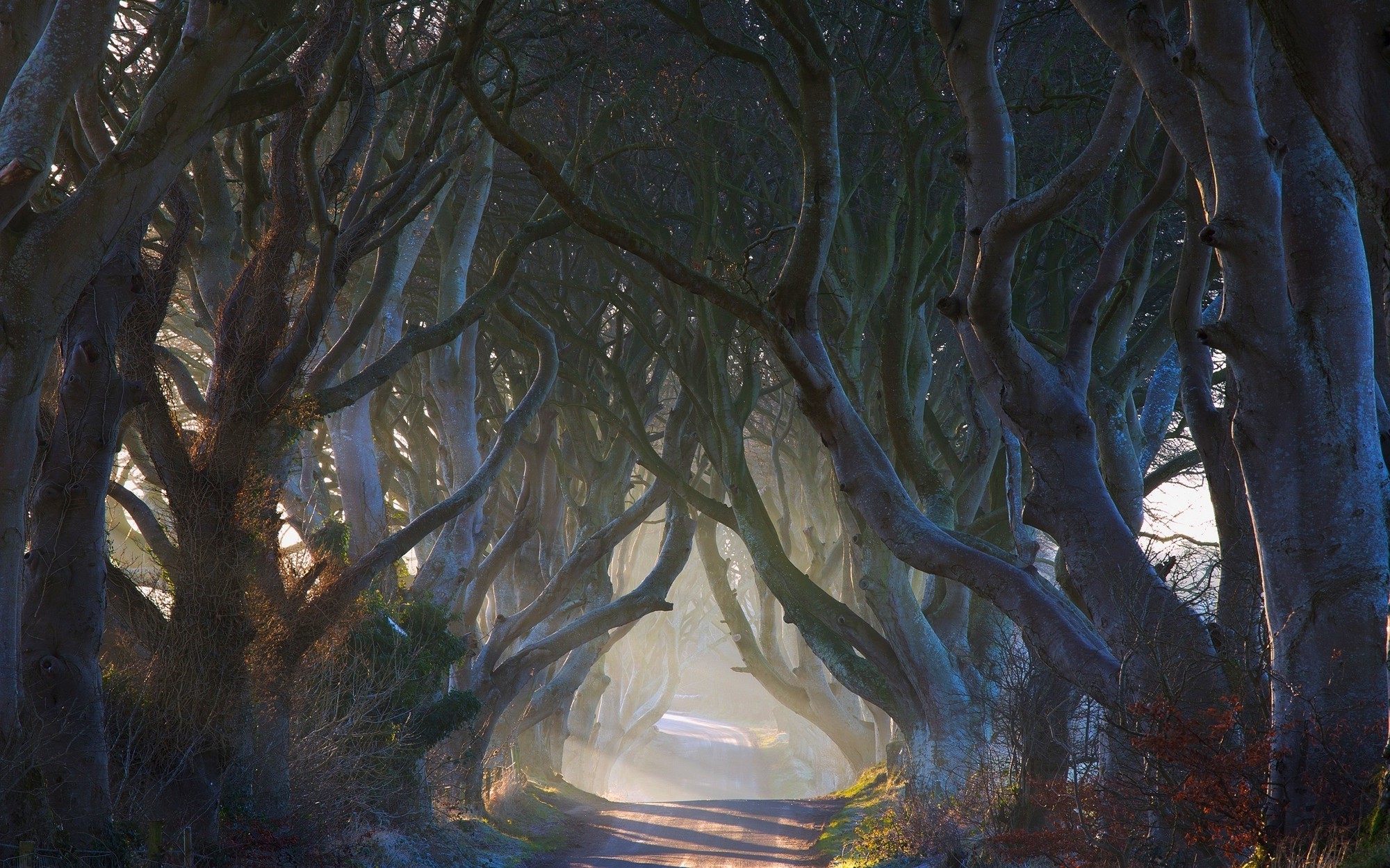 Mystical Tree Tunnel with Morning Sun Rays in Ireland HD Wallpaper