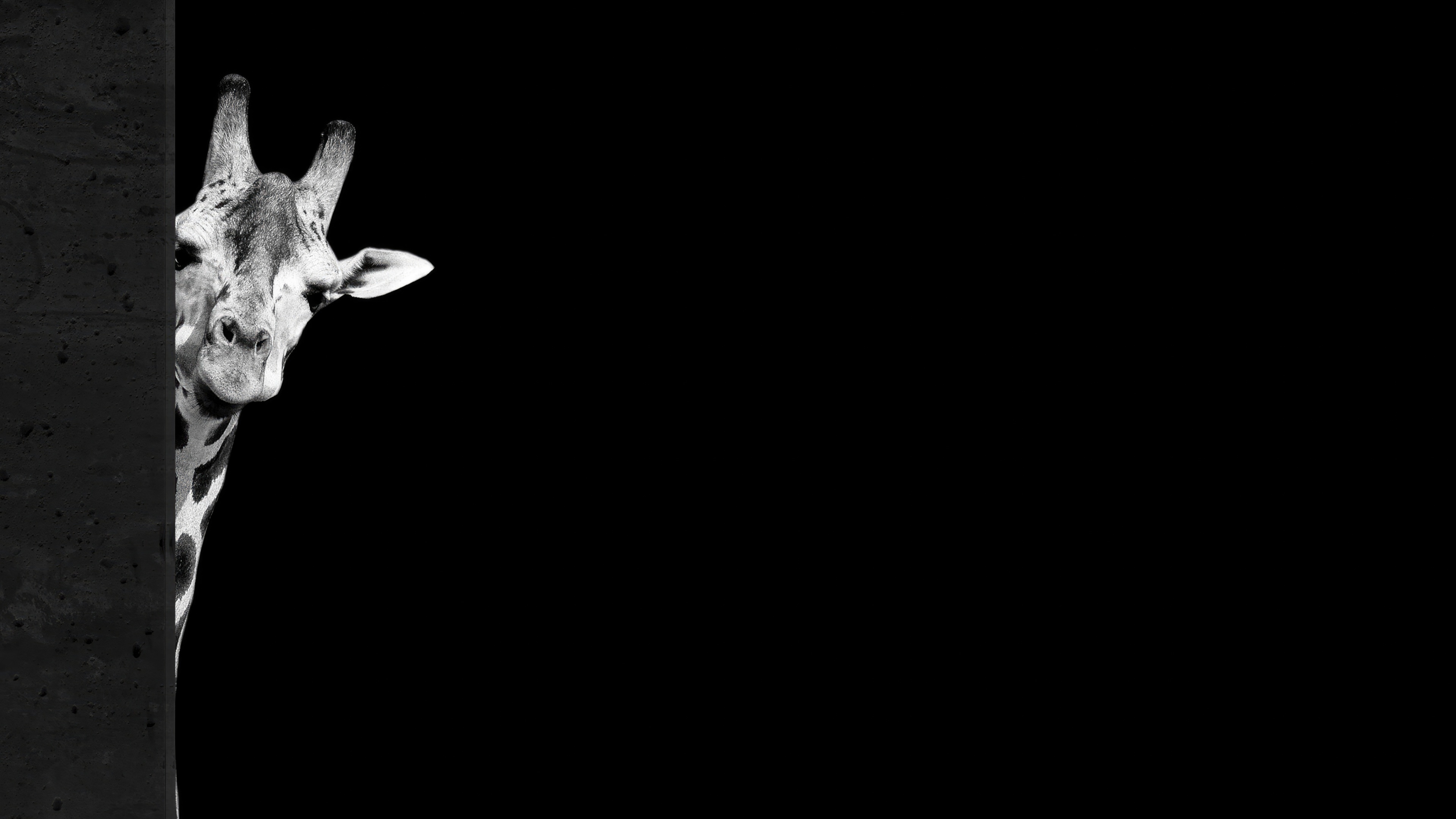 Black and white giraffe peeking from behind a dark surface HD Wallpaper