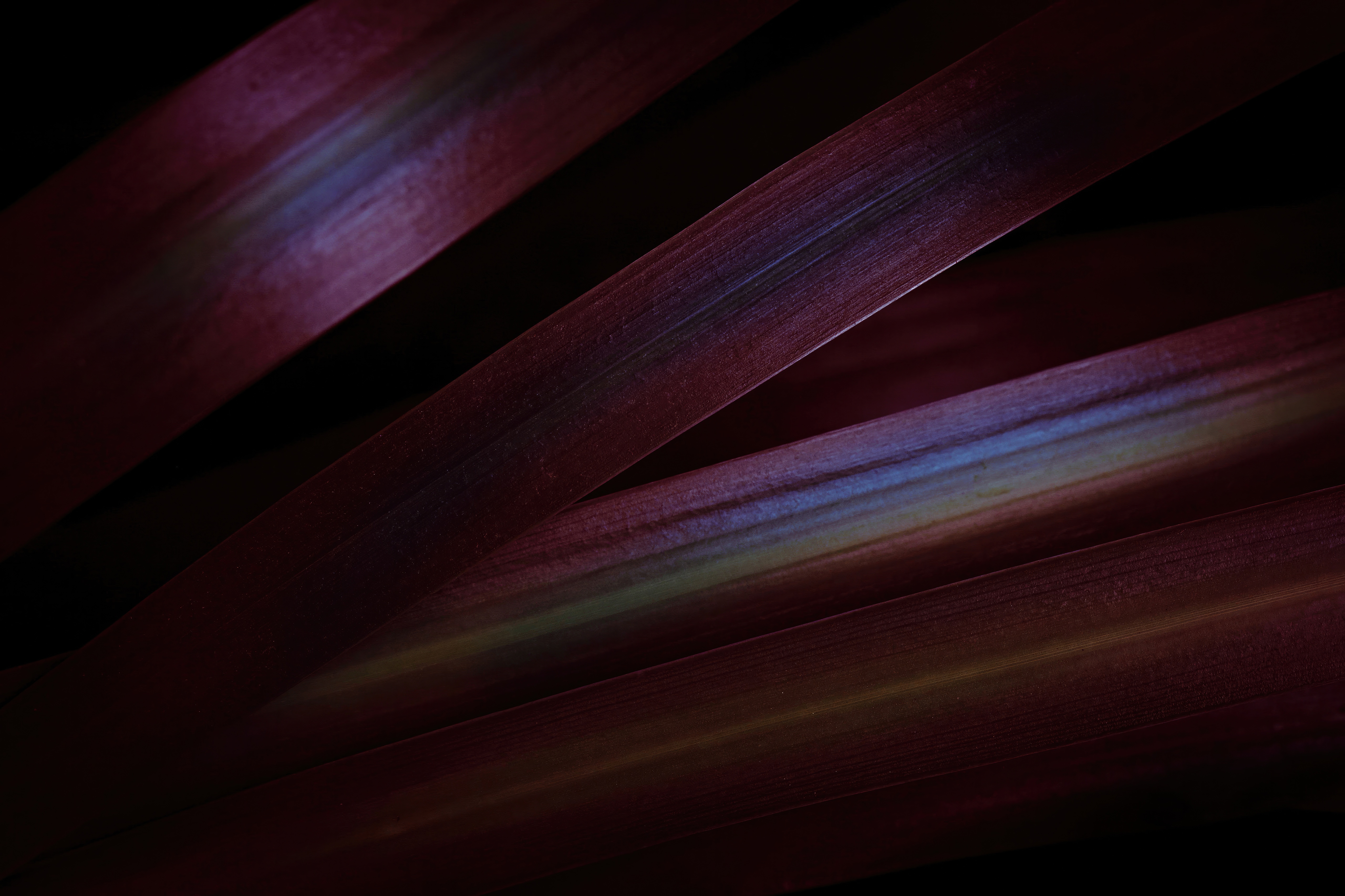 Abstract Purple Plant Leaves HD Wallpaper