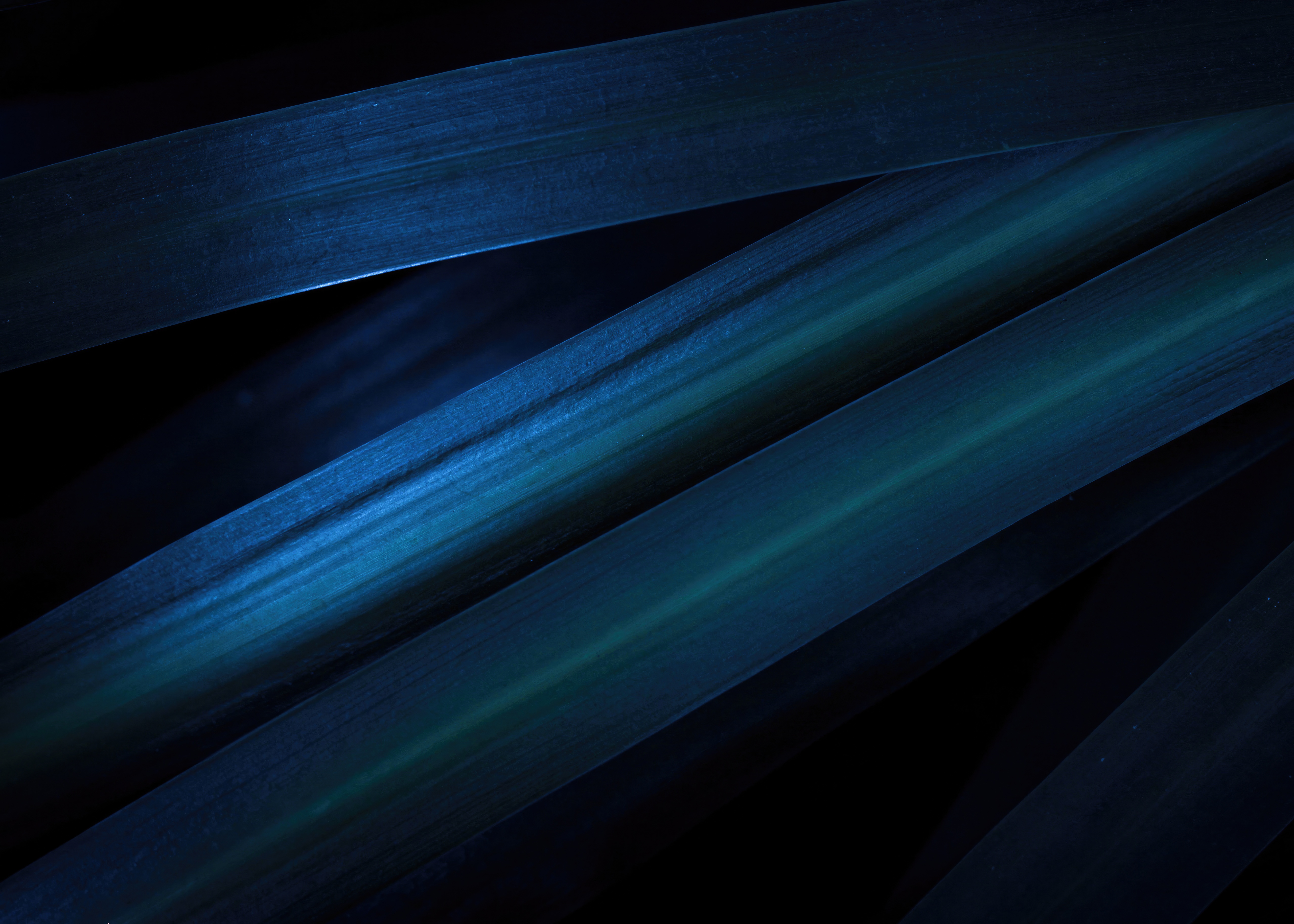 Abstract dark blue and green plant leaves HD Wallpaper