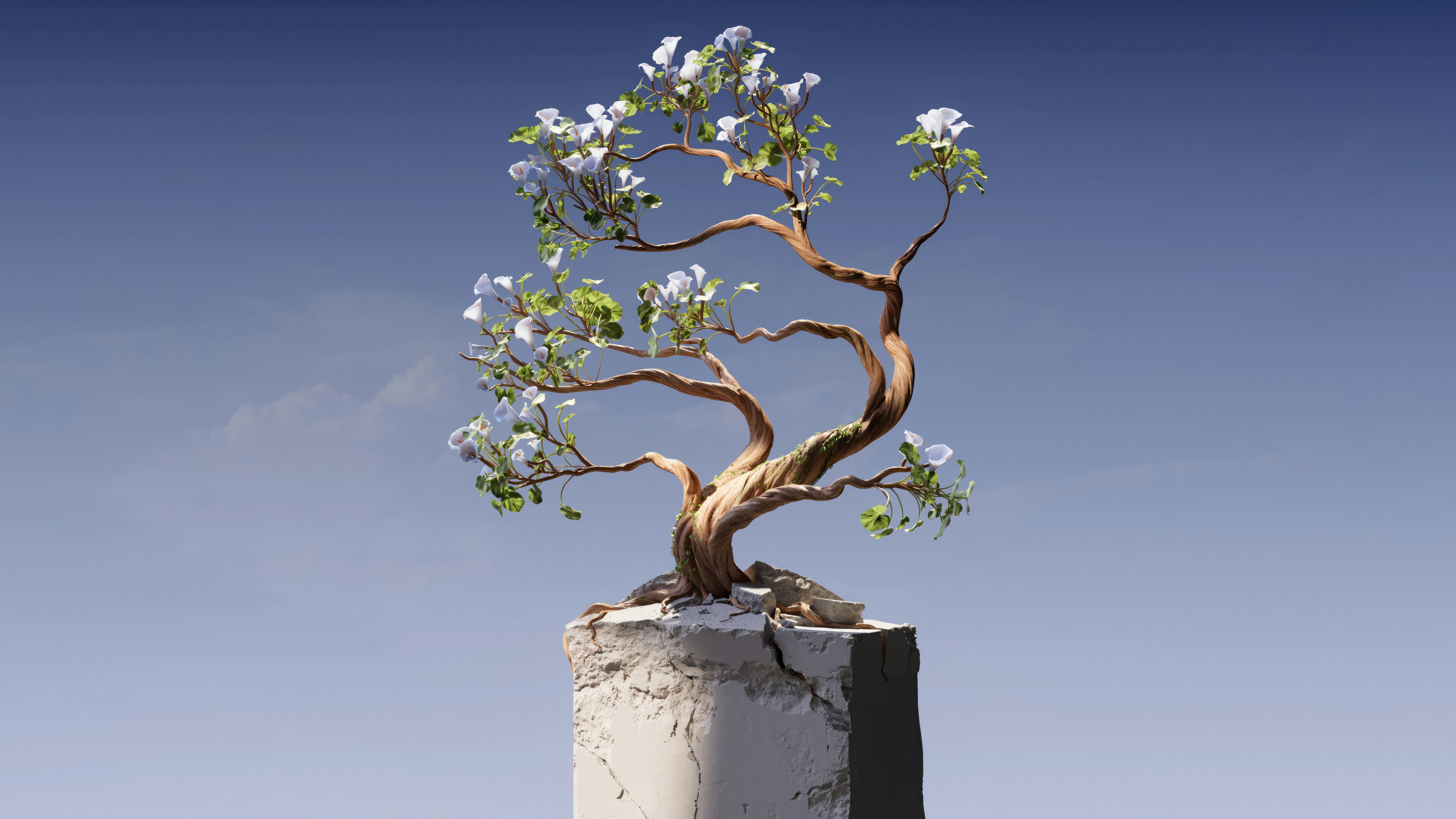 A twisted bonsai tree with white flowers on a pedestal HD Wallpaper