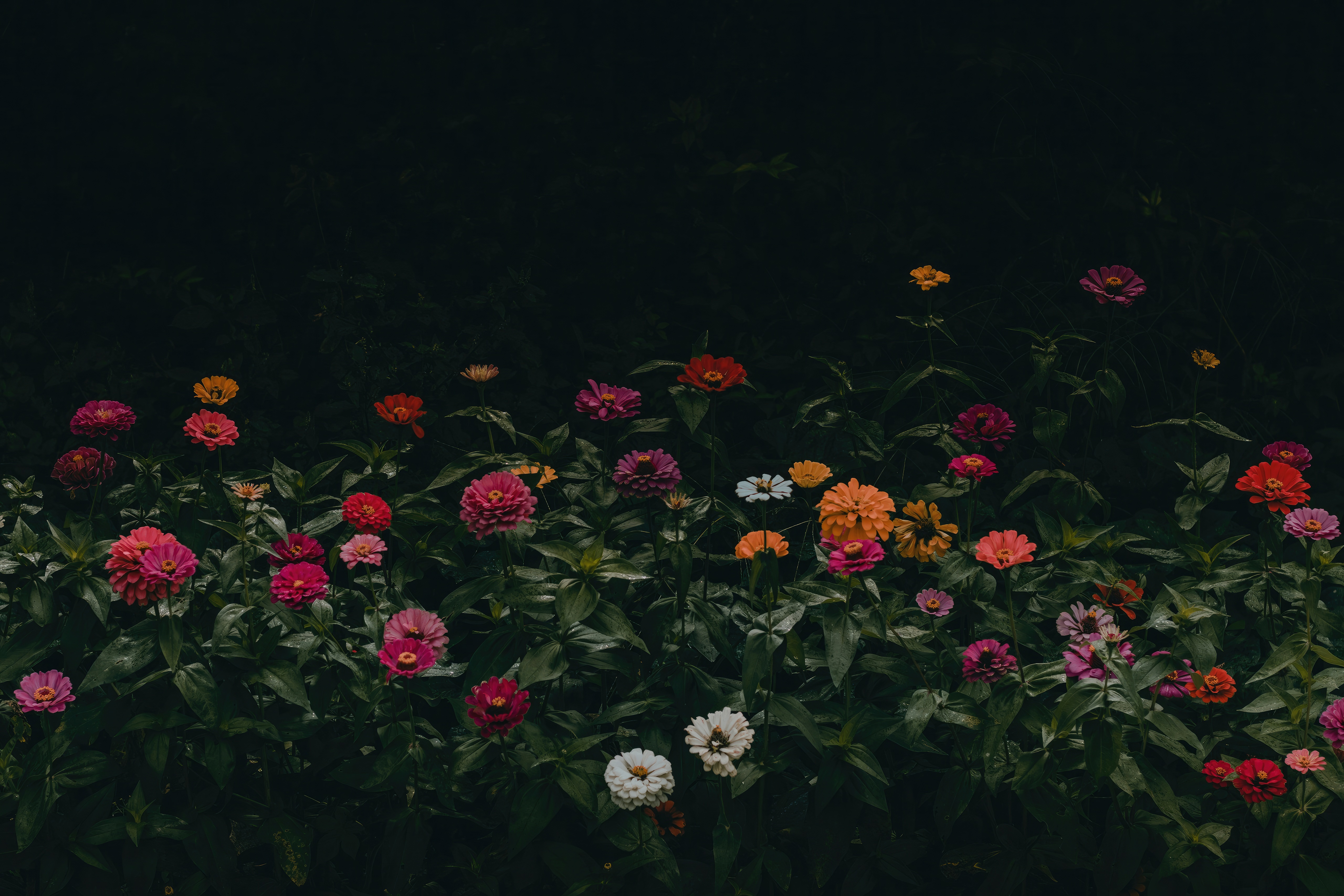 Colorful Zinnias in a Dark Garden HD Wallpaper