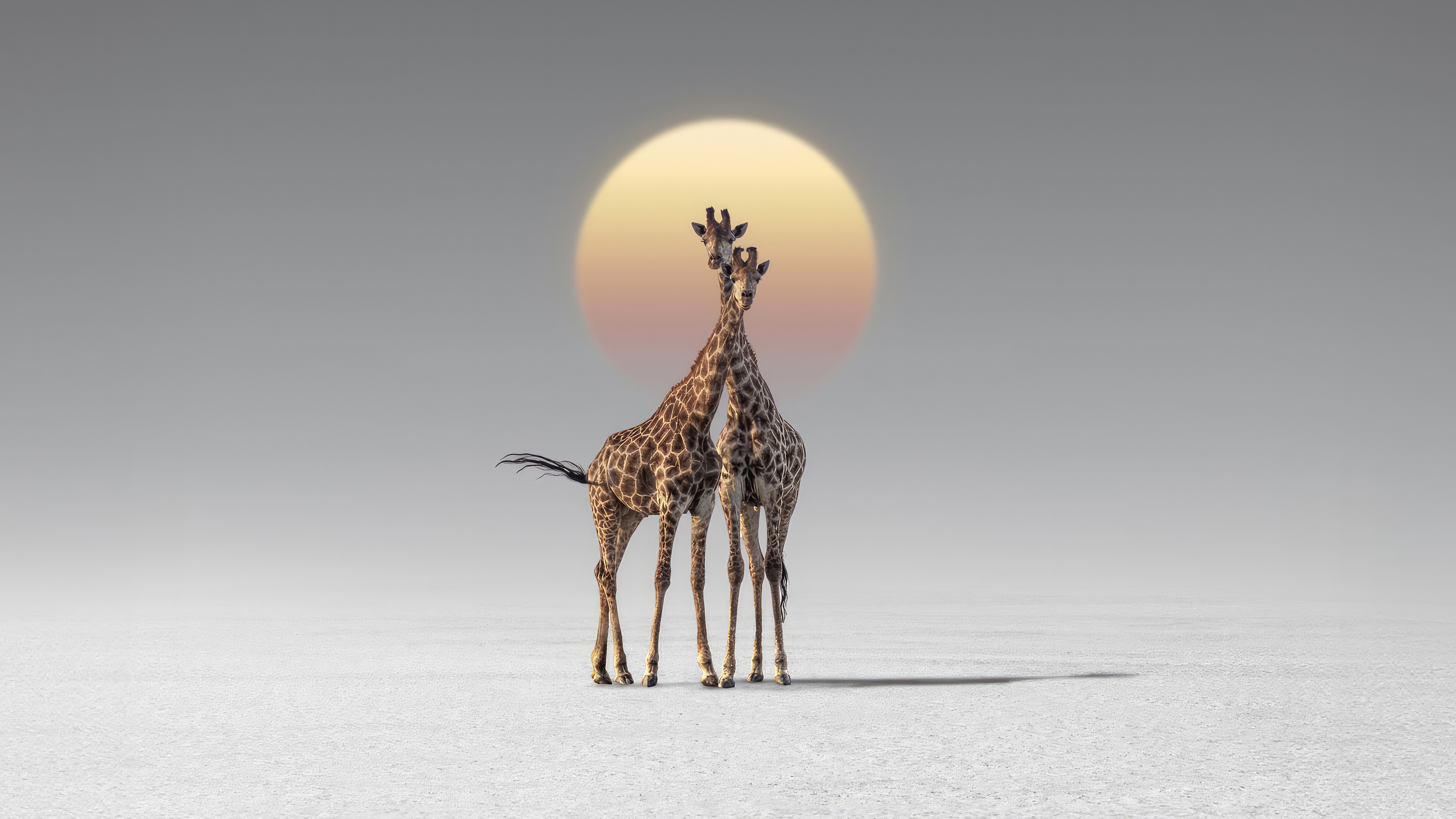 Two giraffes stand together against a large sun HD Wallpaper