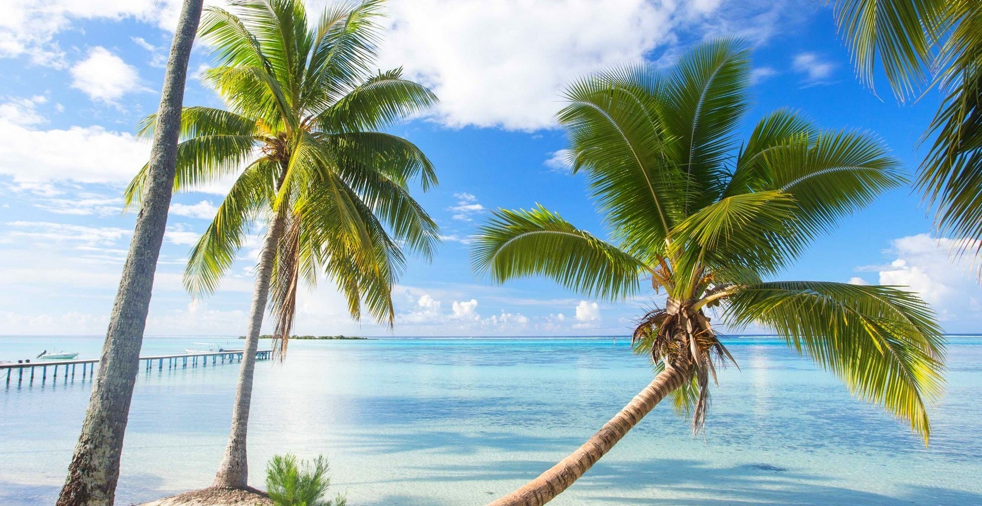 Tropical beach with palm trees and a dock in French Polynesia HD Wallpaper