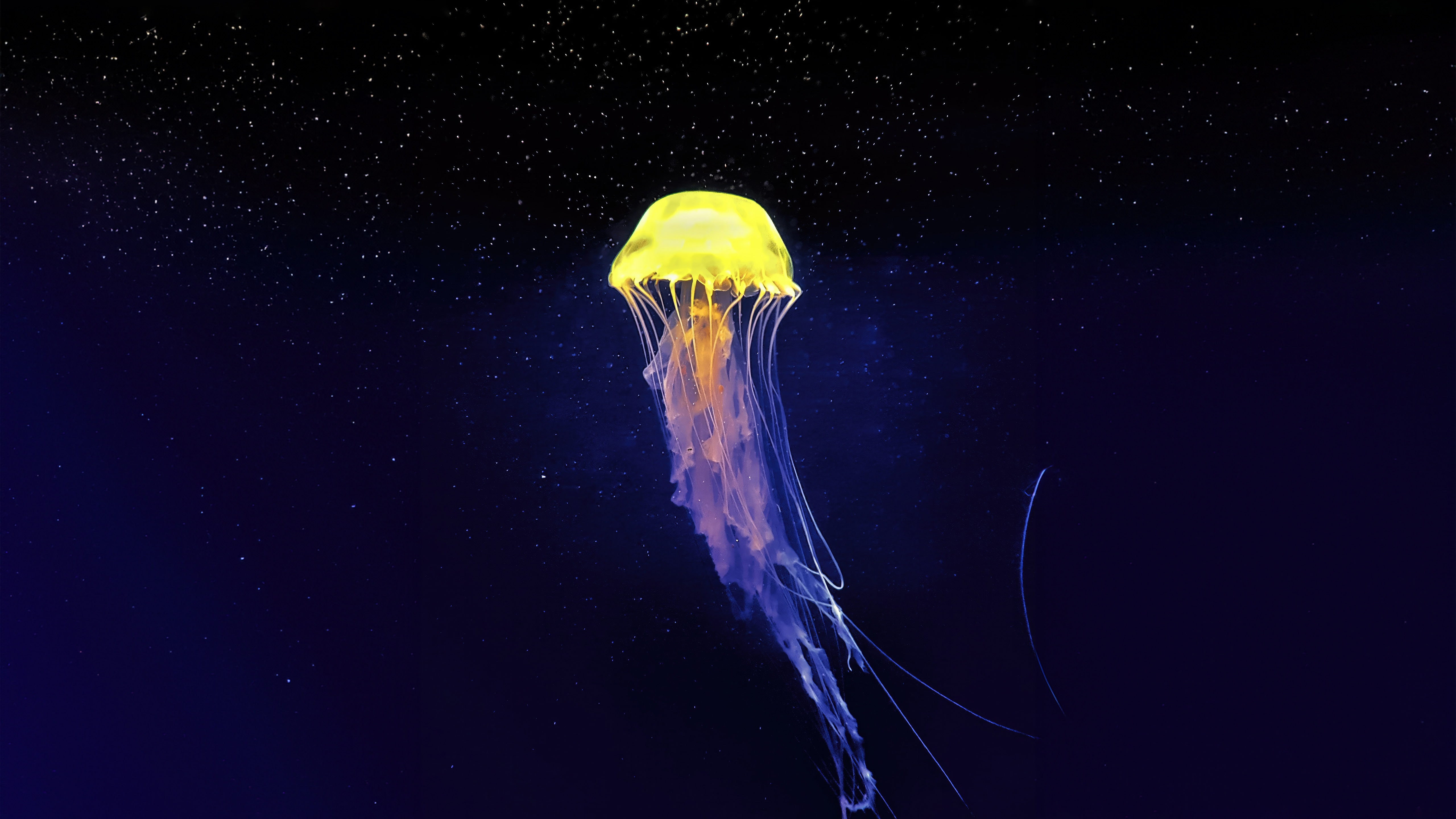 Yellow and purple jellyfish in dark water HD Wallpaper