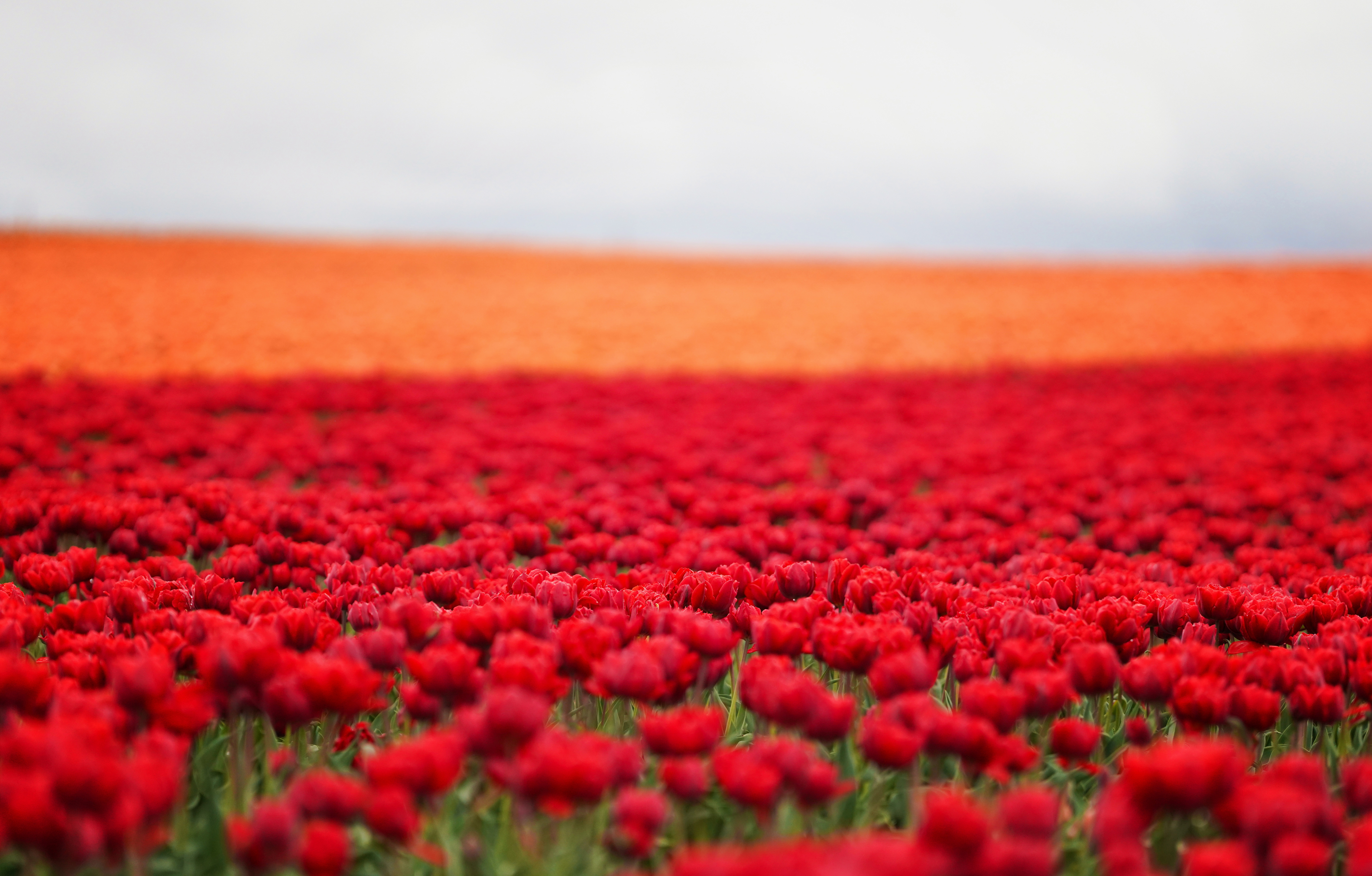 Field of Red and Orange Tulips HD Wallpaper